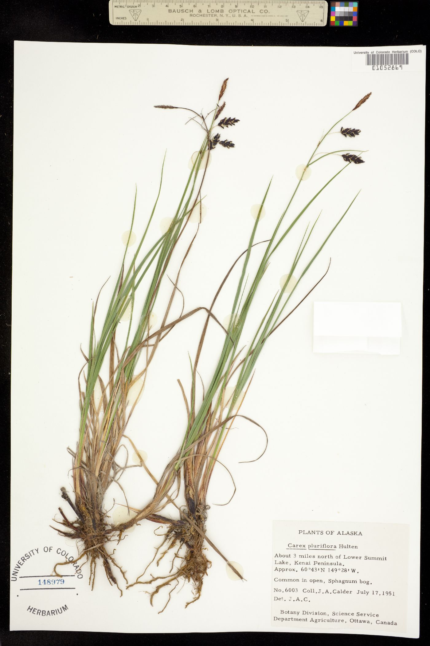 Carex pluriflora image