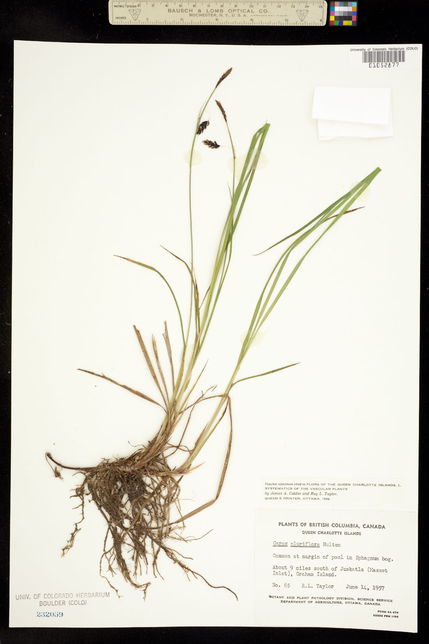 Carex pluriflora image