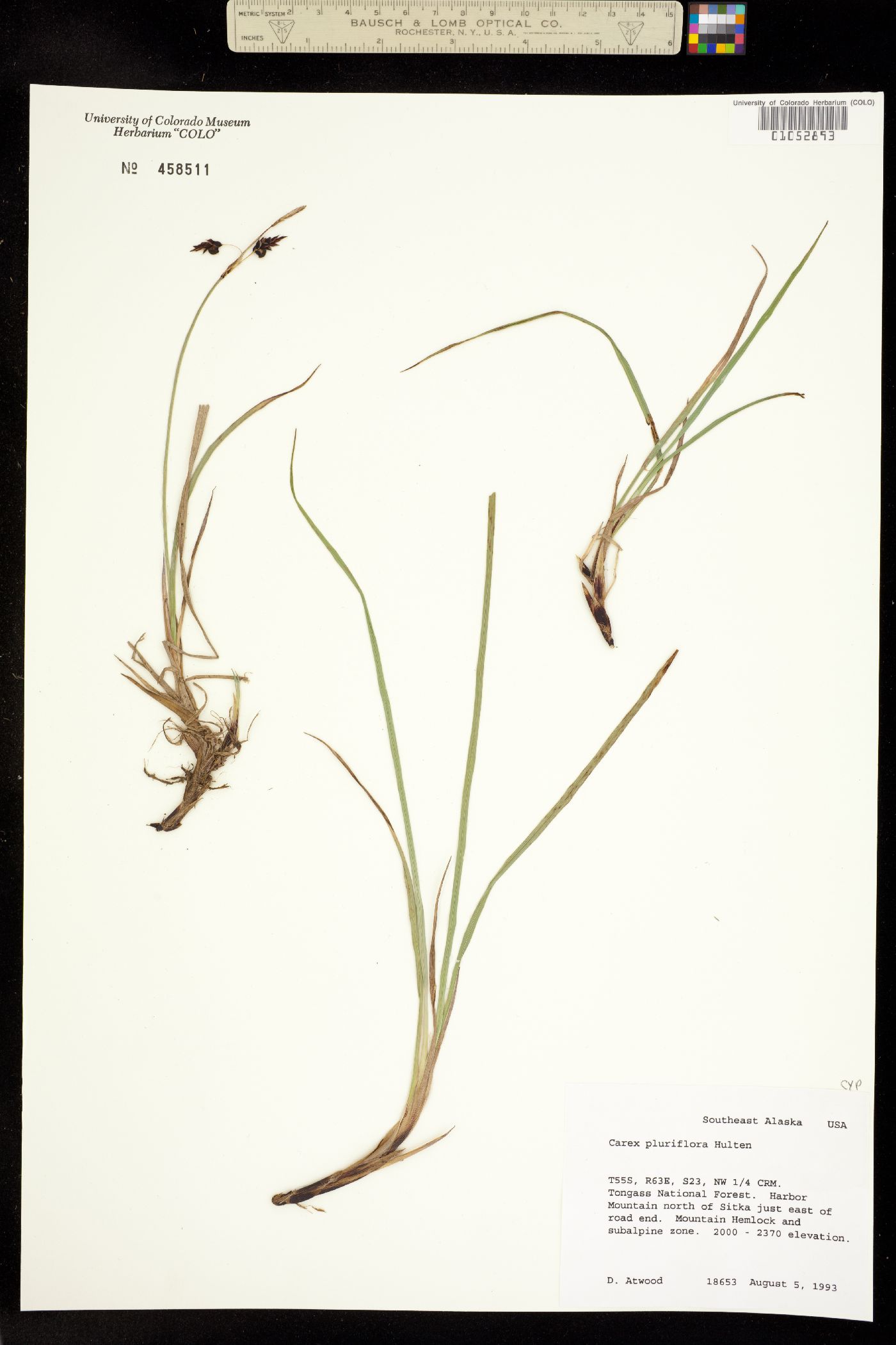 Carex pluriflora image