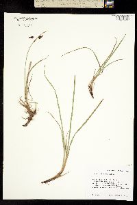 Carex pluriflora image