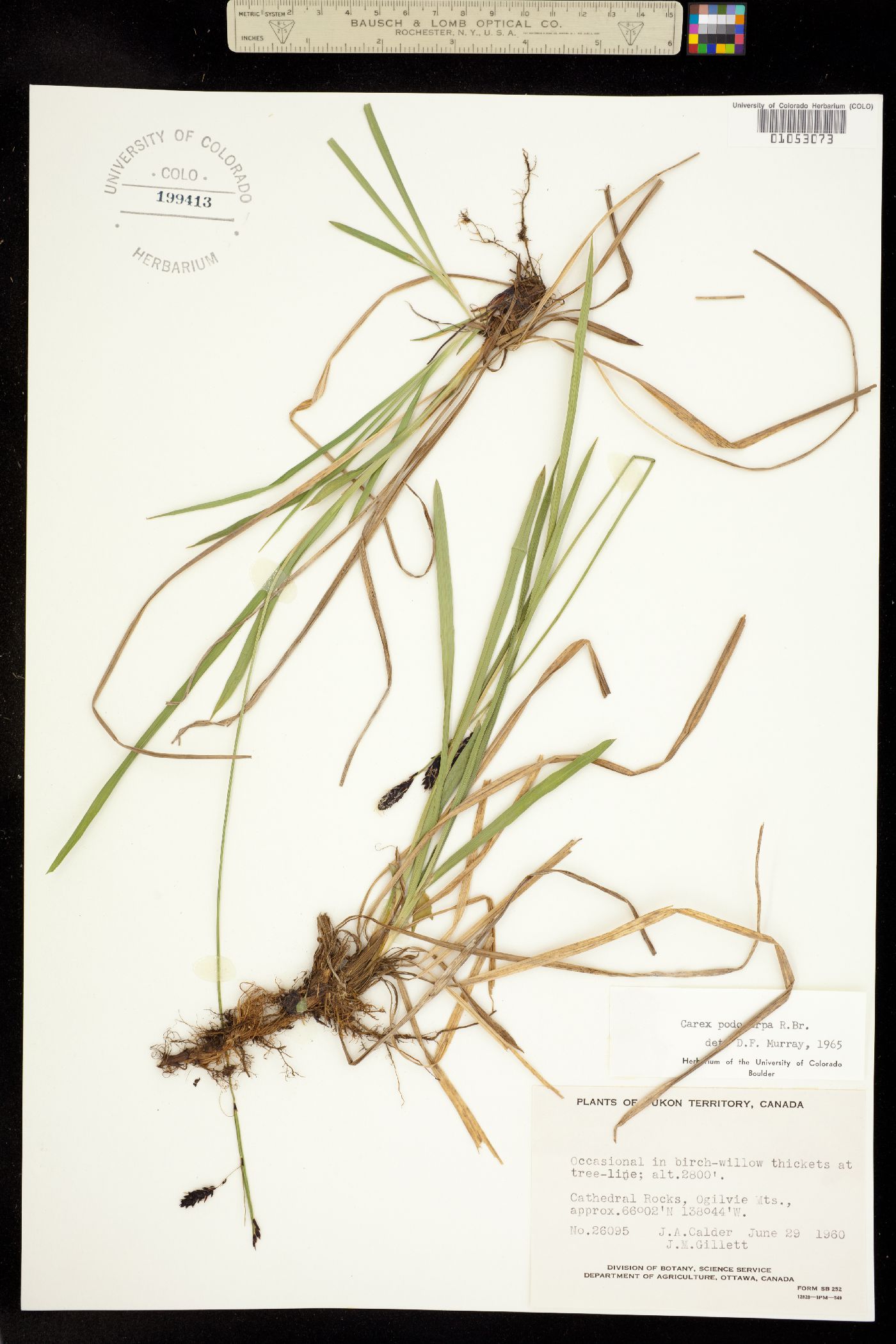 Carex podocarpa image