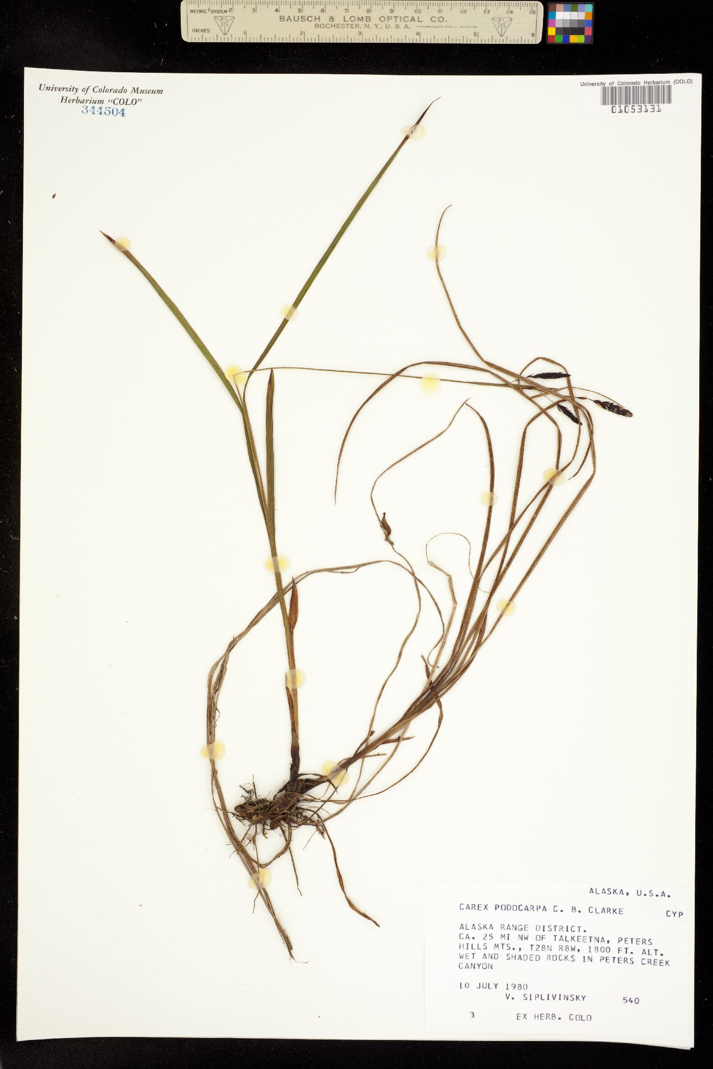 Carex podocarpa image
