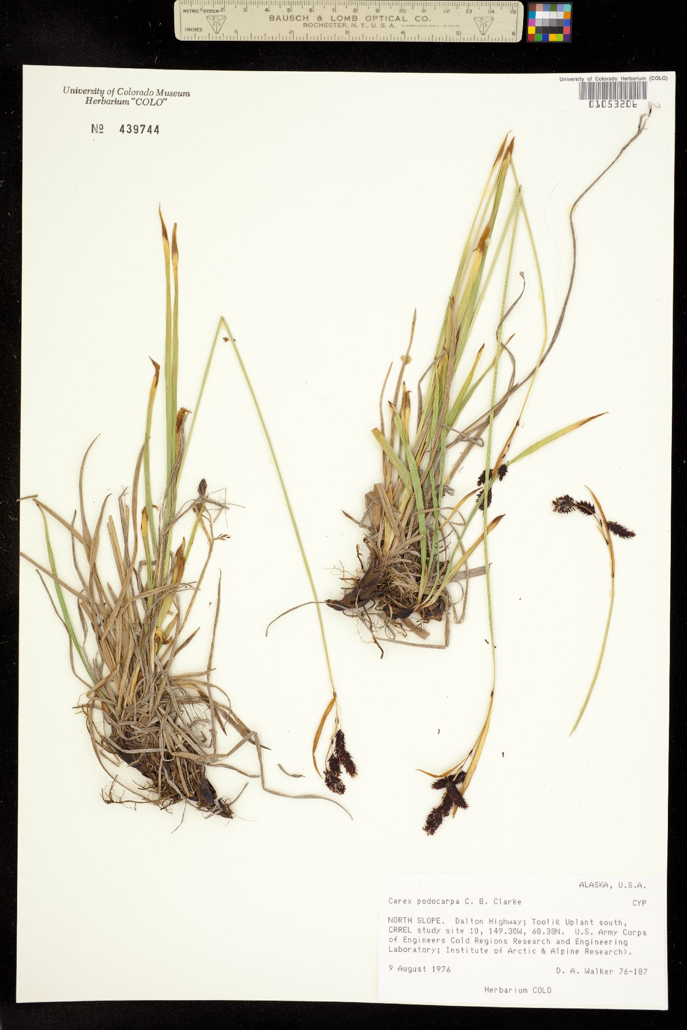Carex podocarpa image