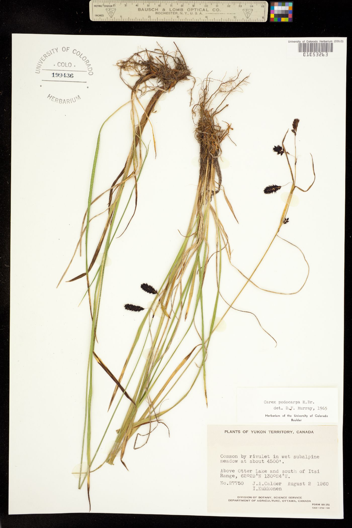 Carex podocarpa image