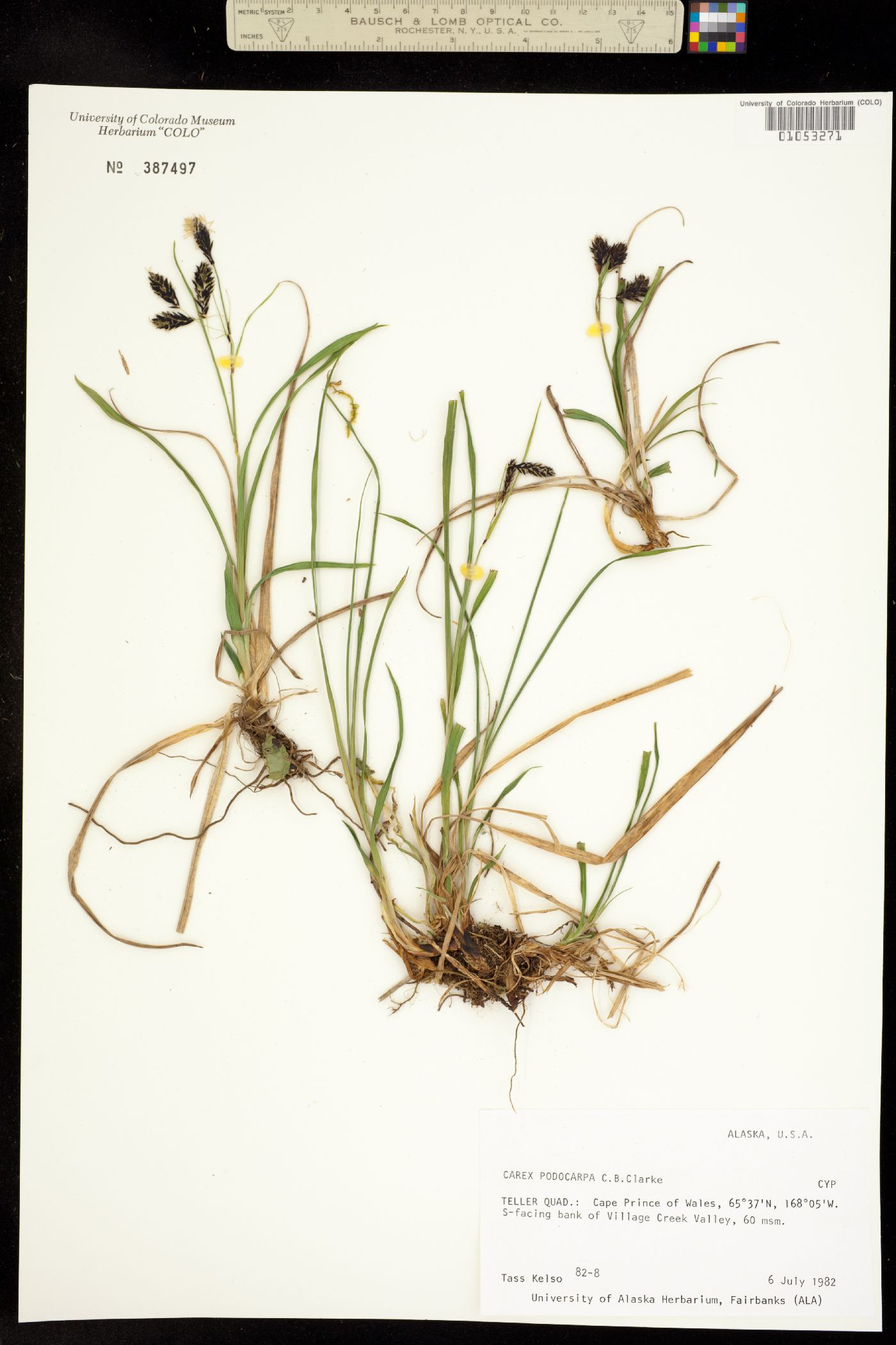 Carex podocarpa image