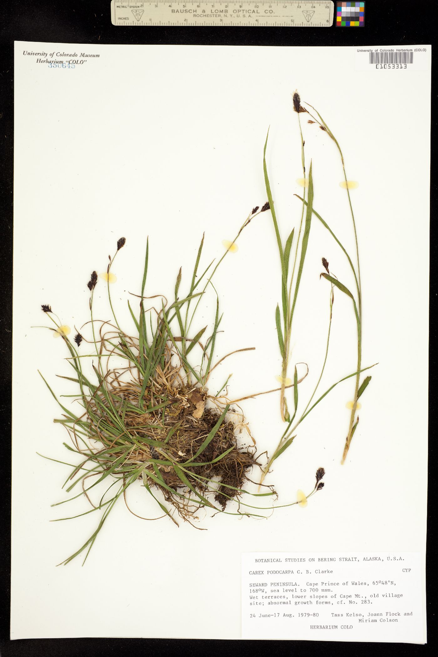 Carex podocarpa image