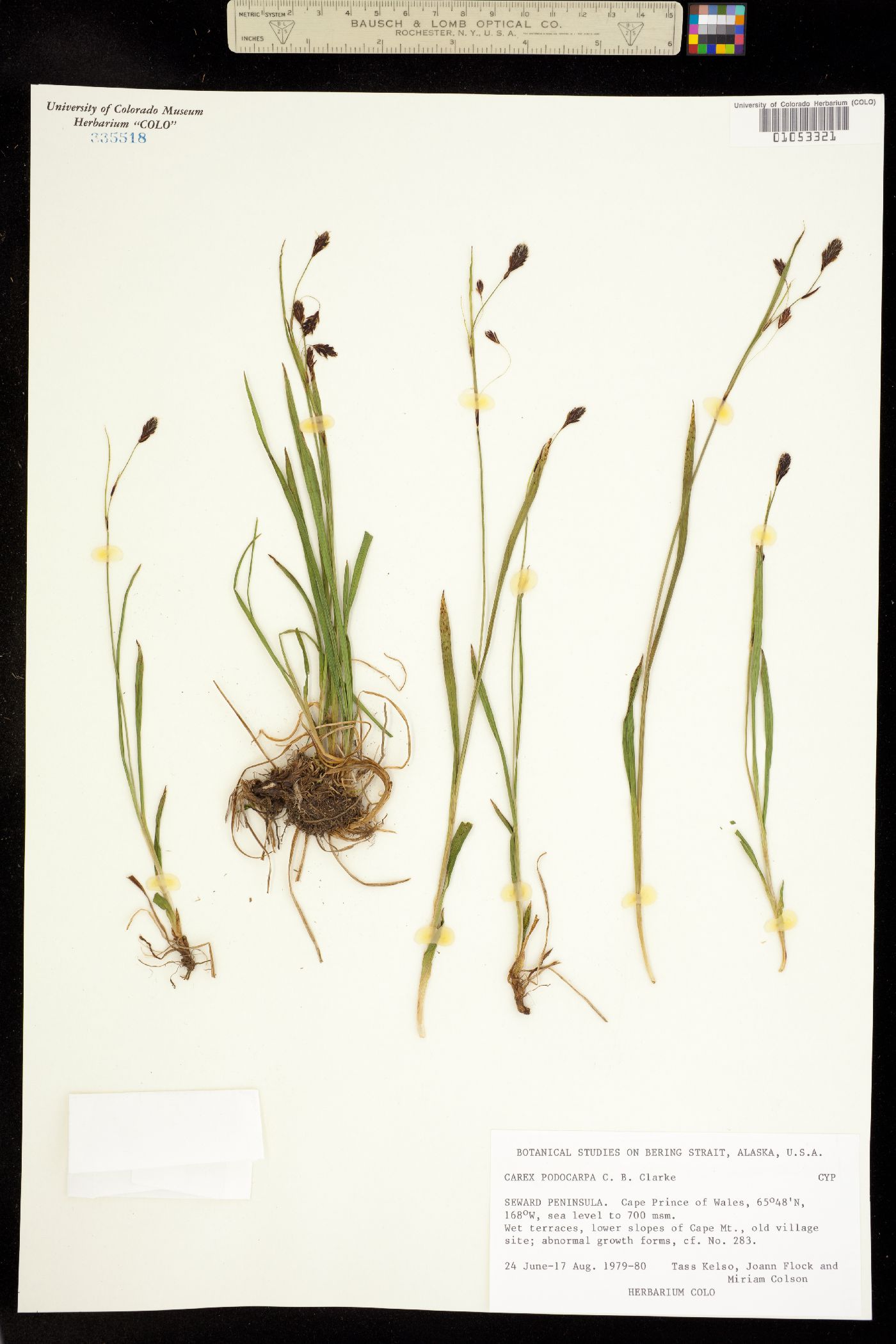Carex podocarpa image