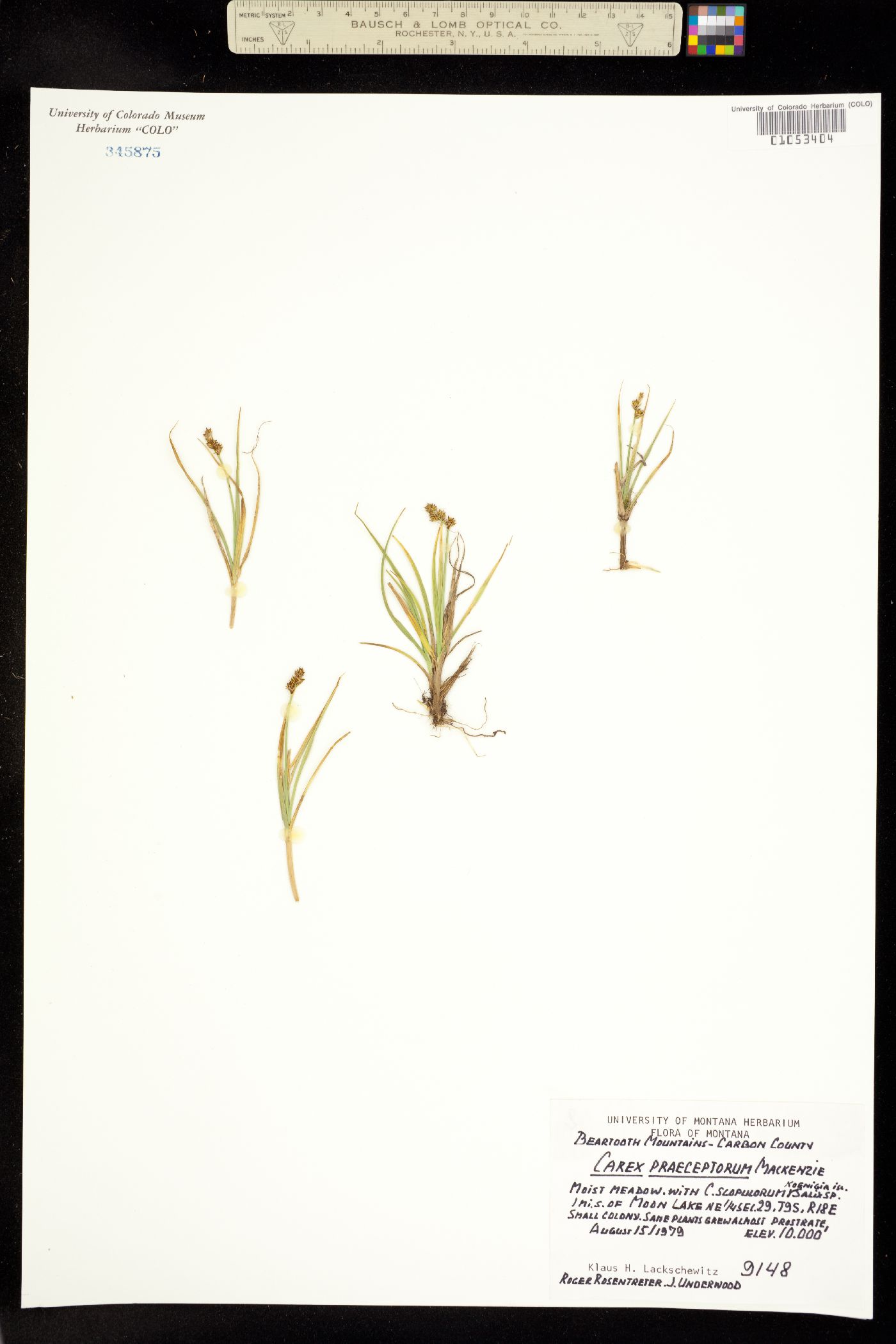 Carex praeceptorum image