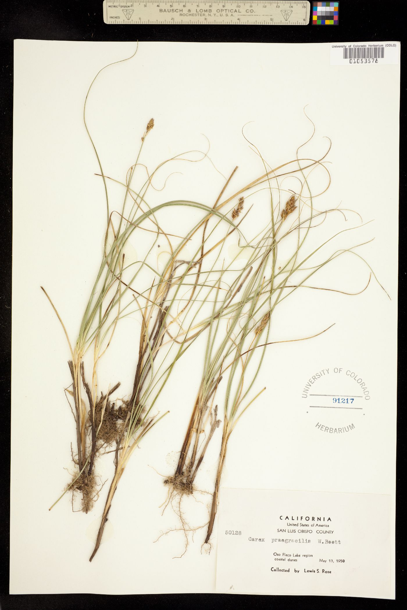Carex praegracilis image