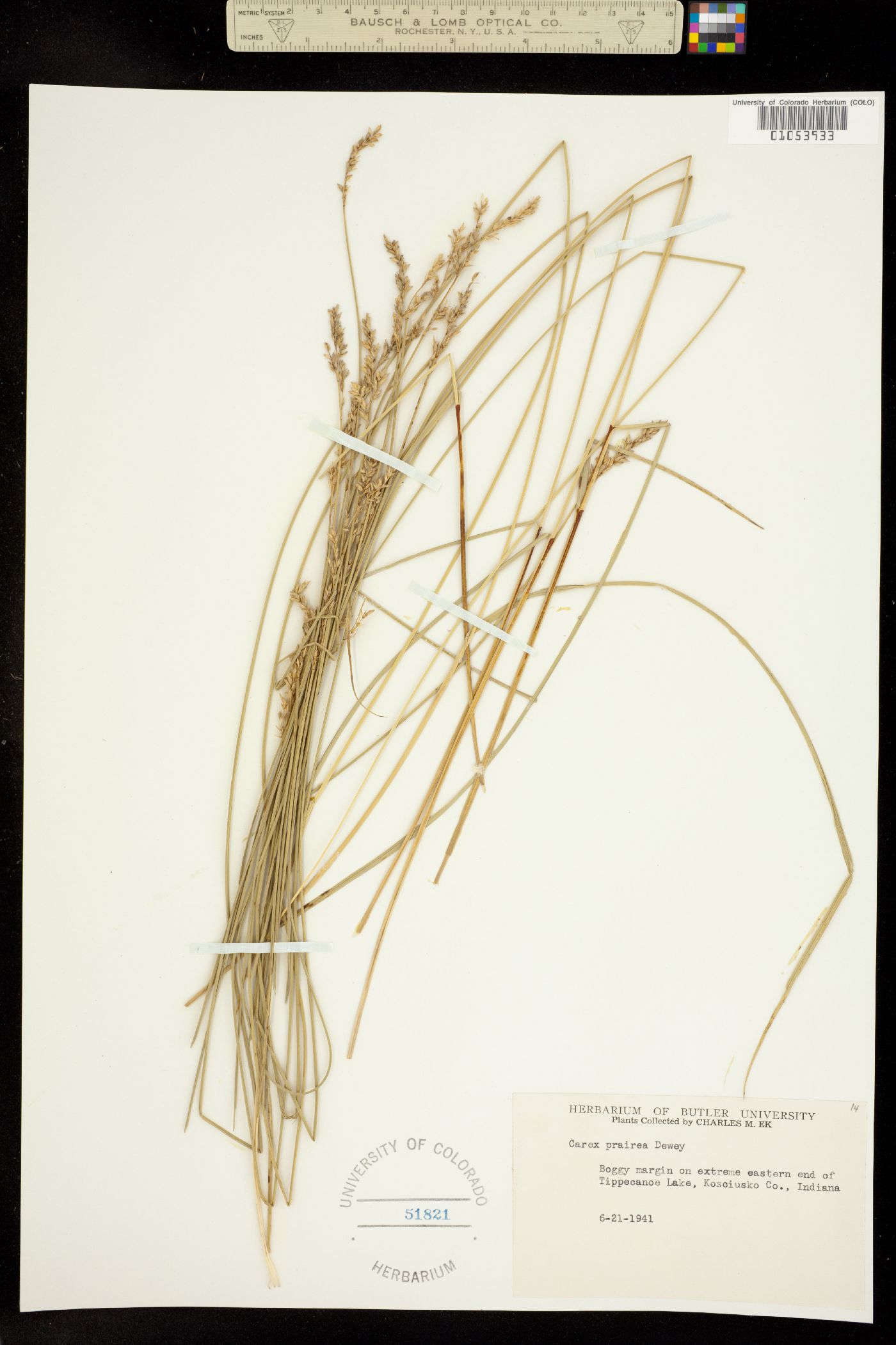 Carex prairea image