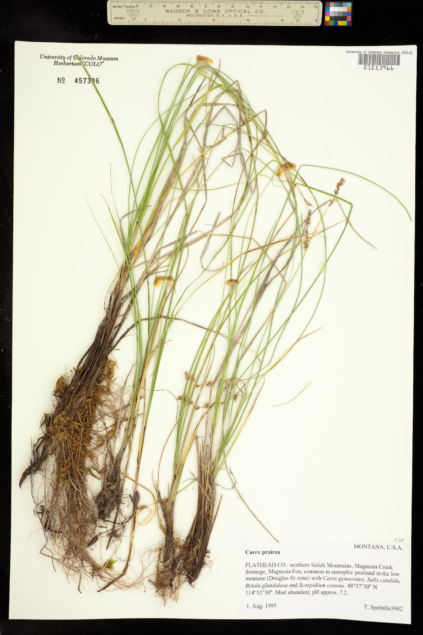 Carex prairea image