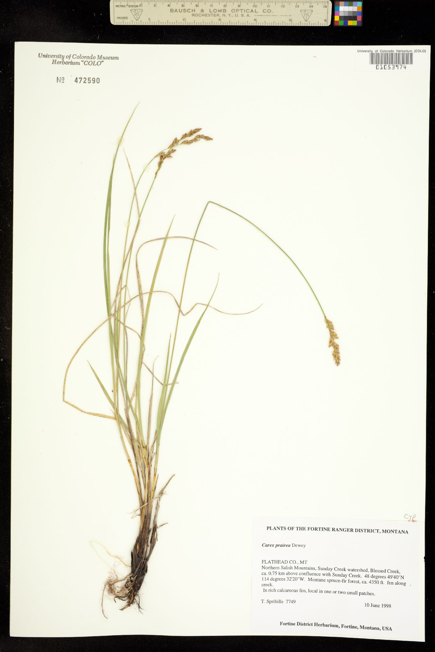 Carex prairea image