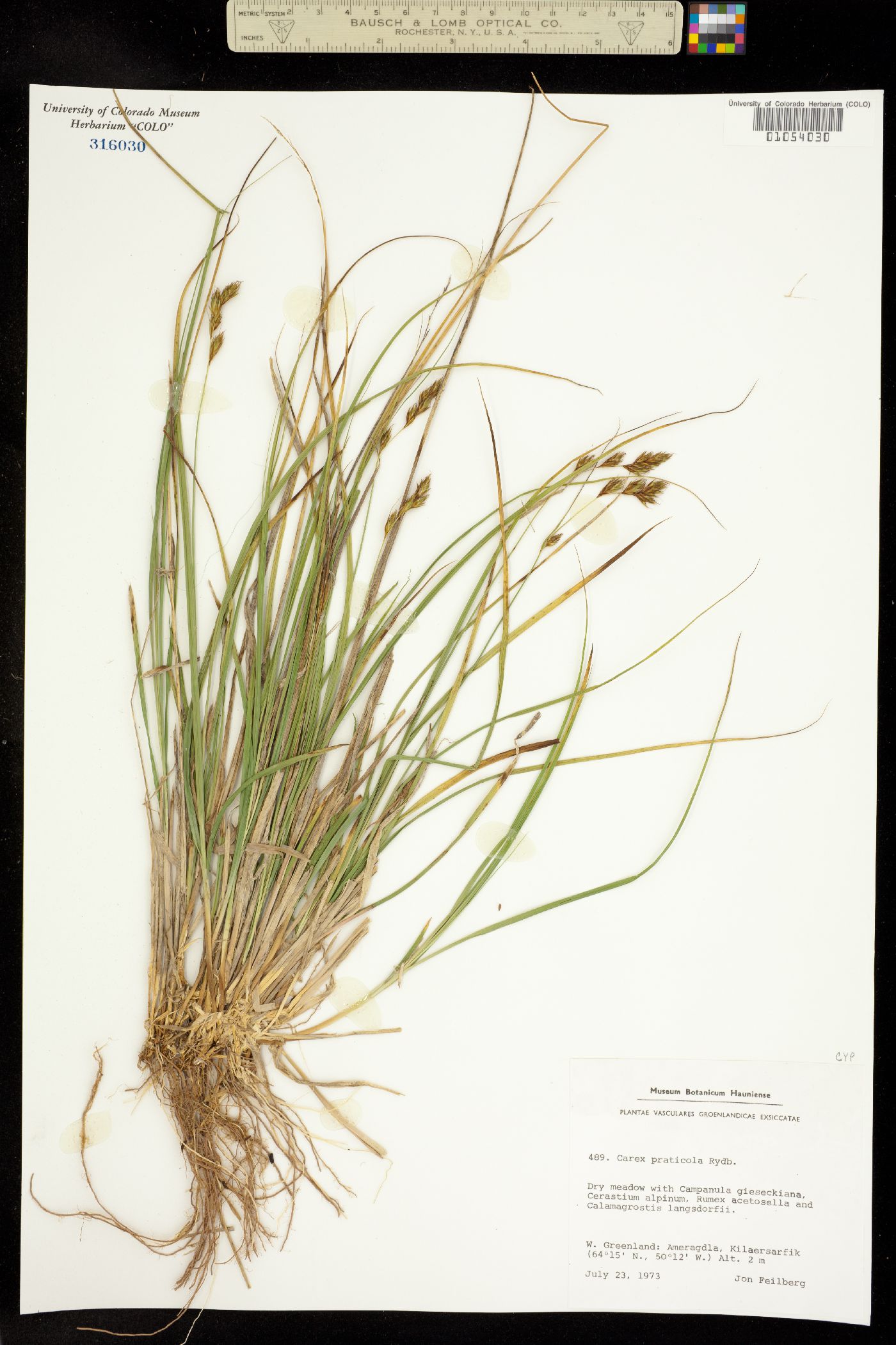 Carex praticola image