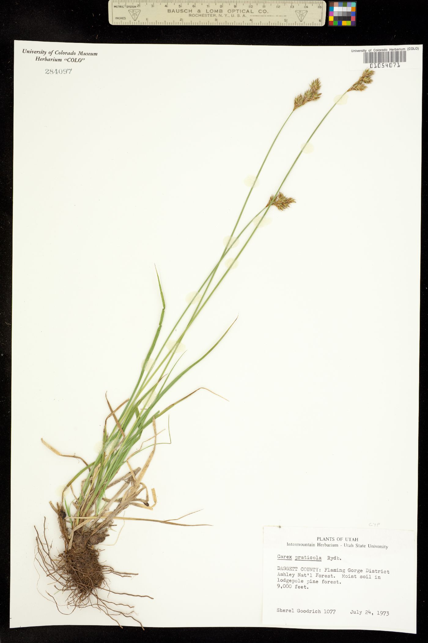 Carex praticola image