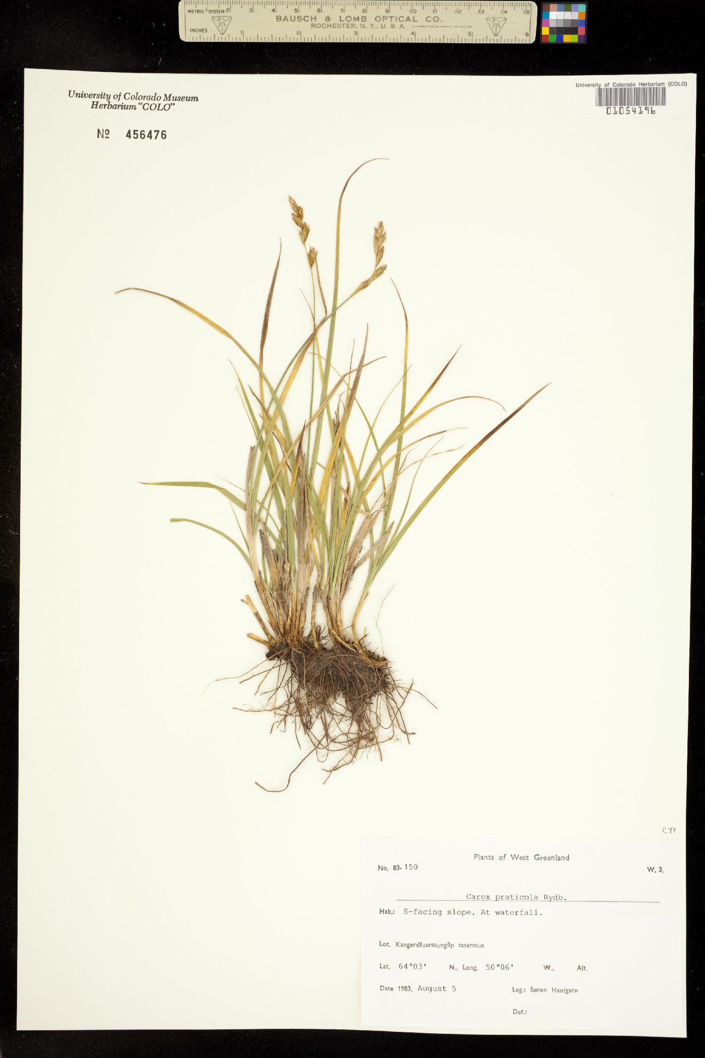 Carex praticola image