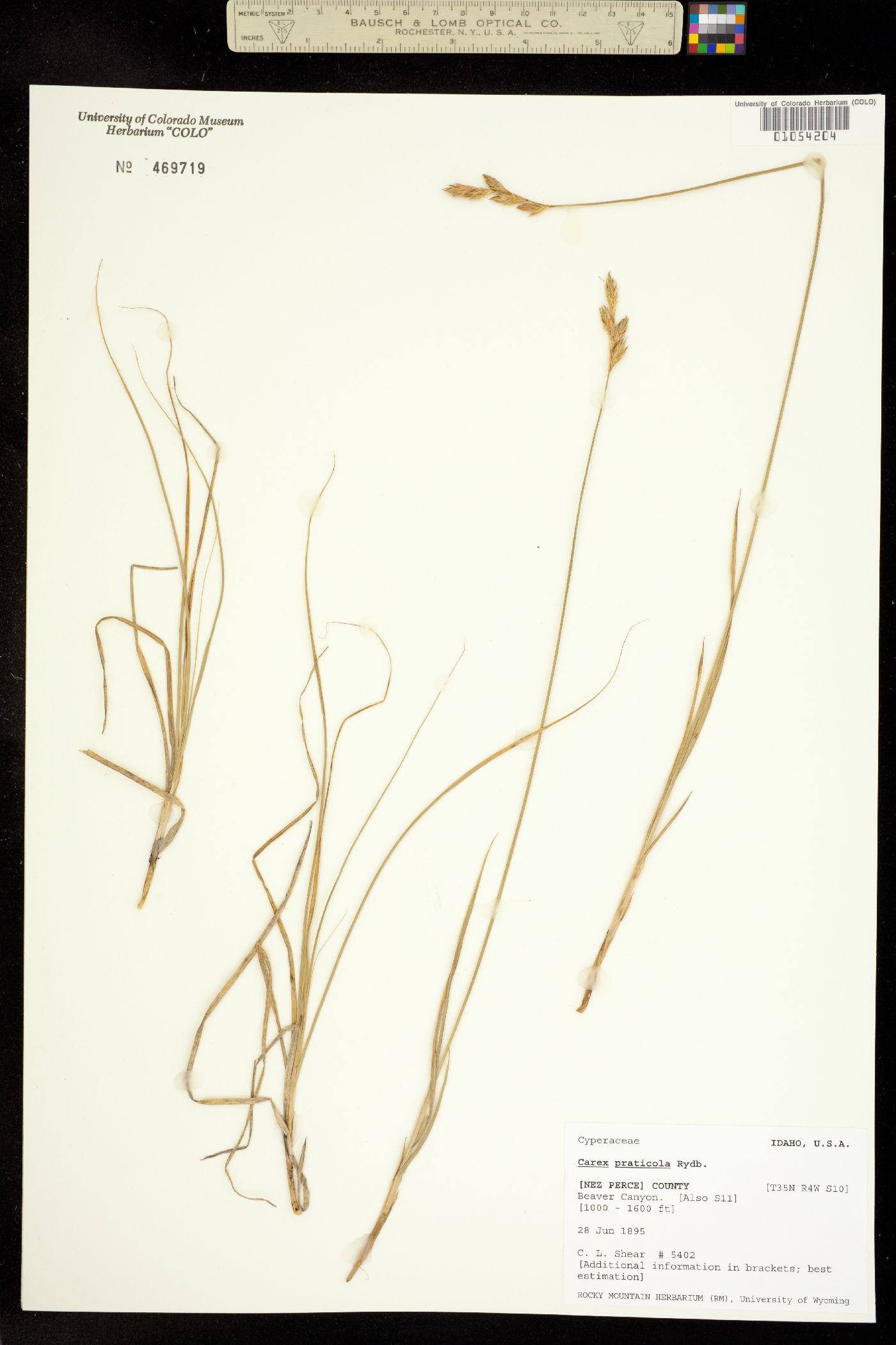 Carex praticola image