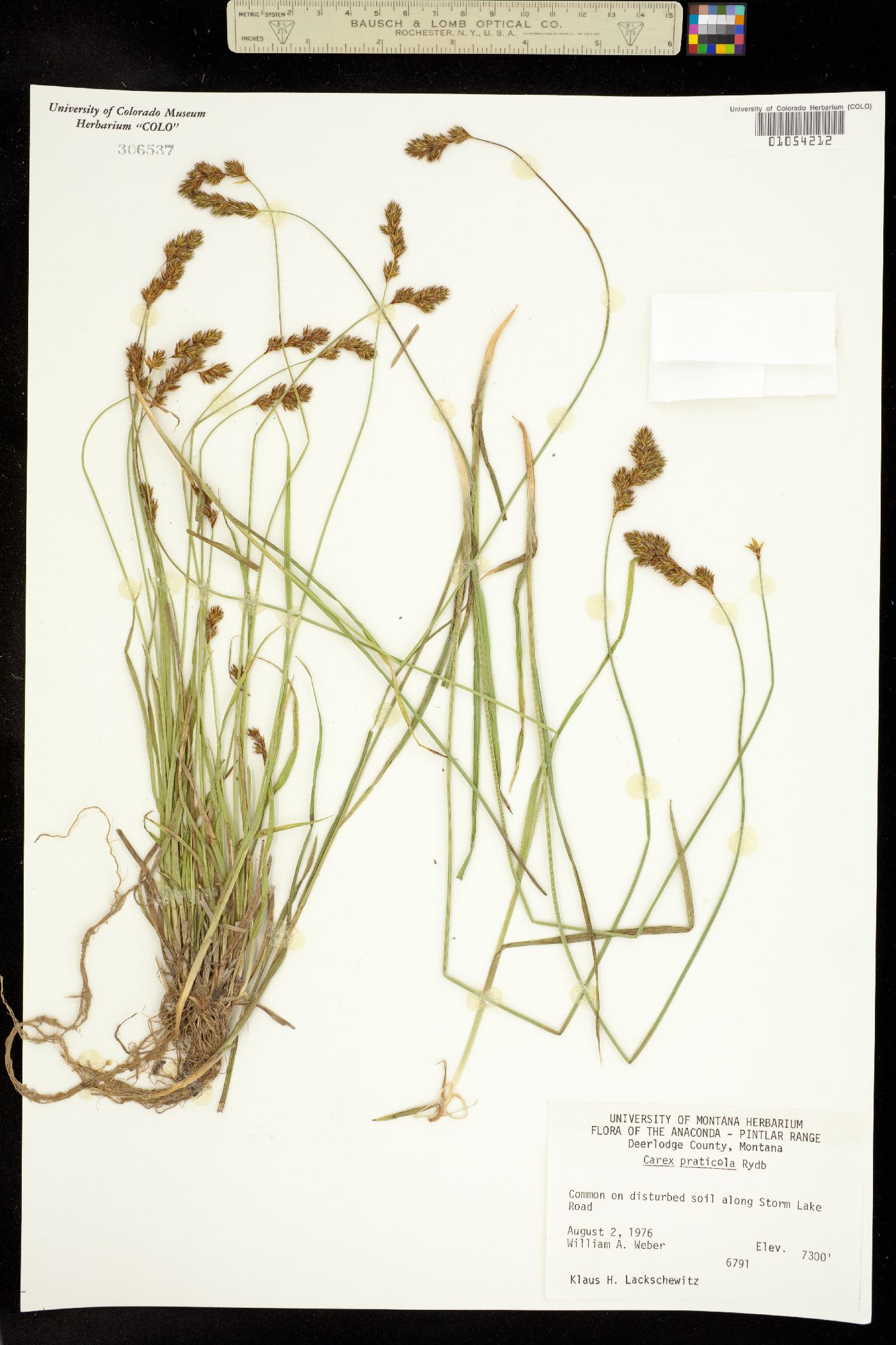 Carex praticola image