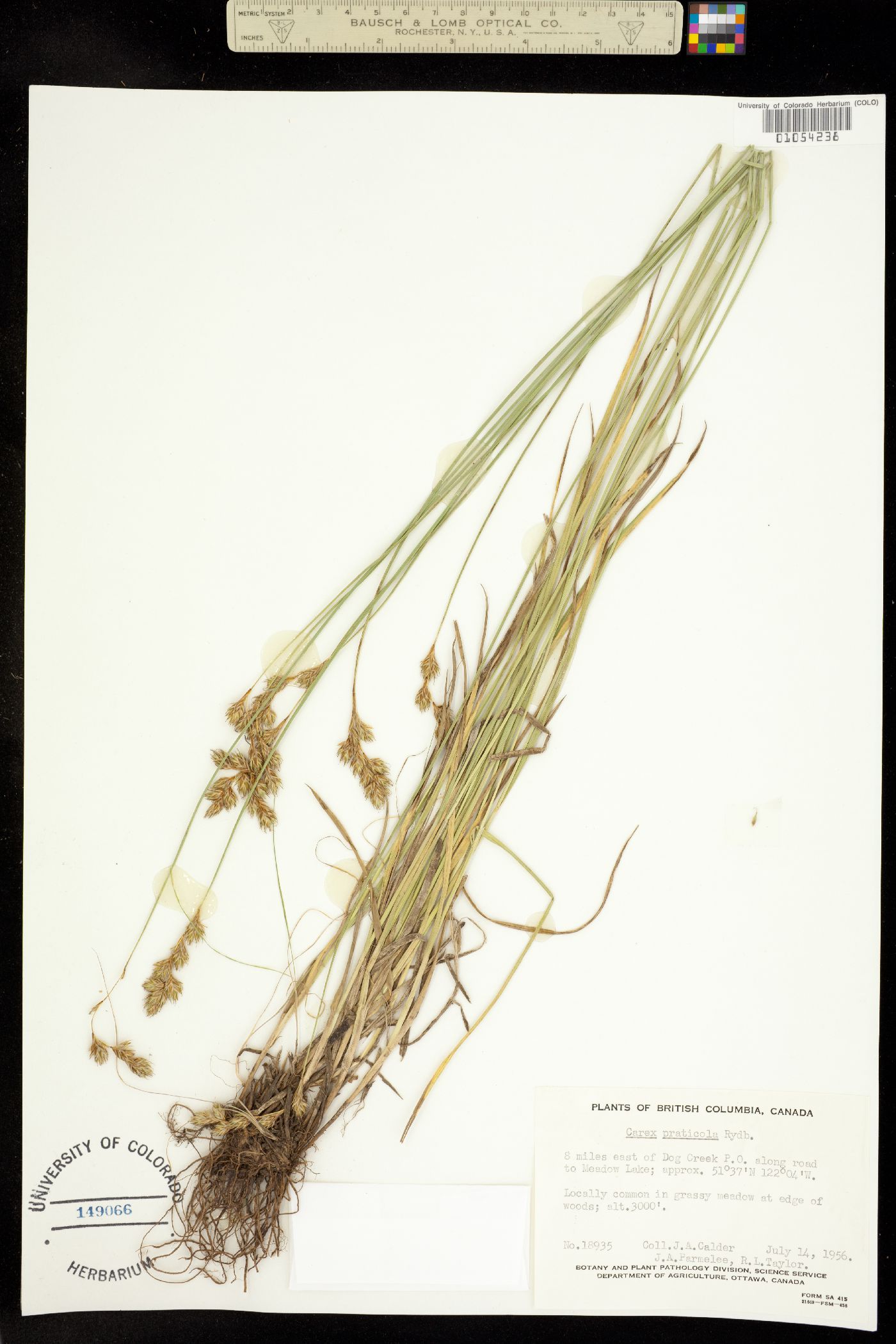 Carex praticola image