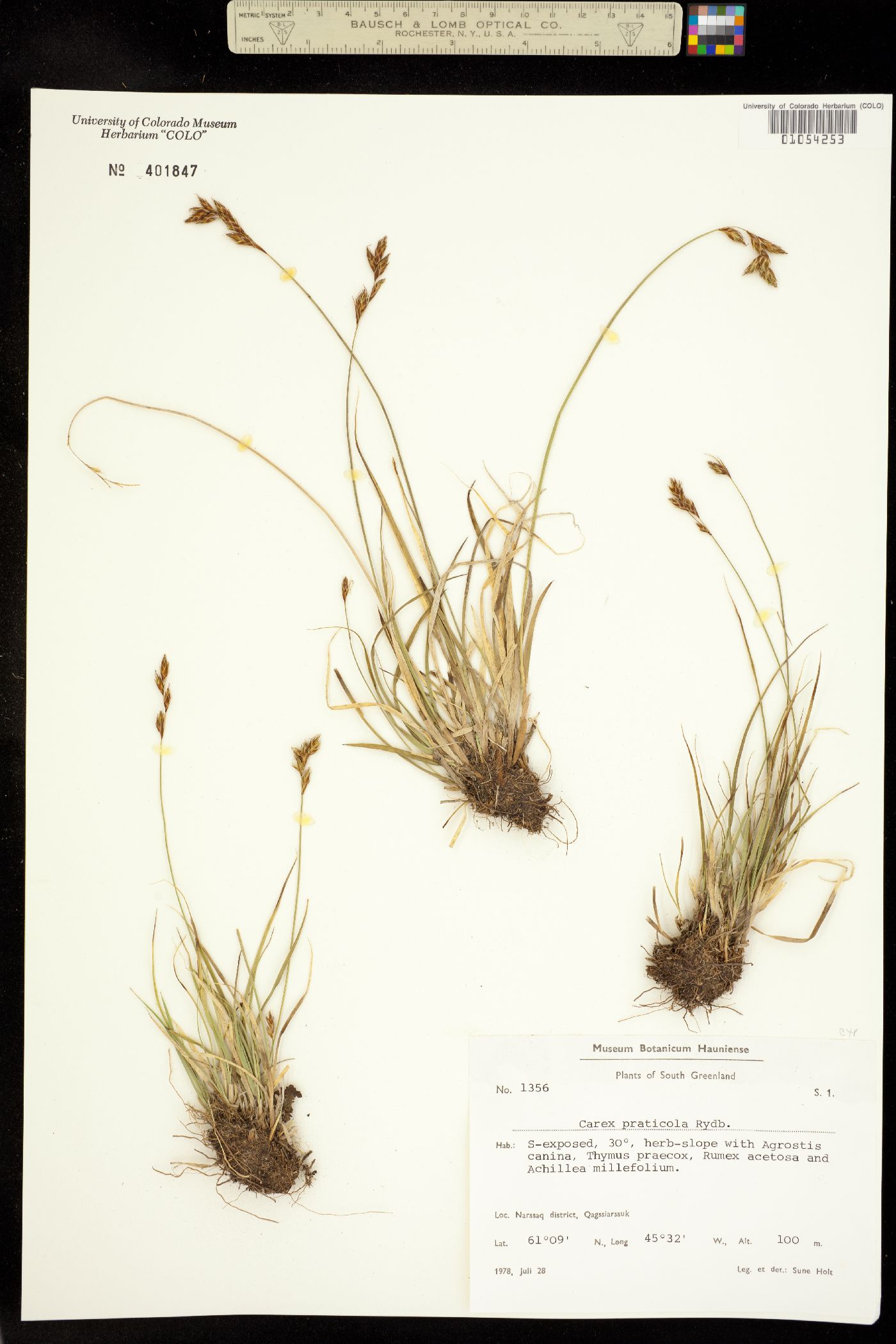 Carex praticola image