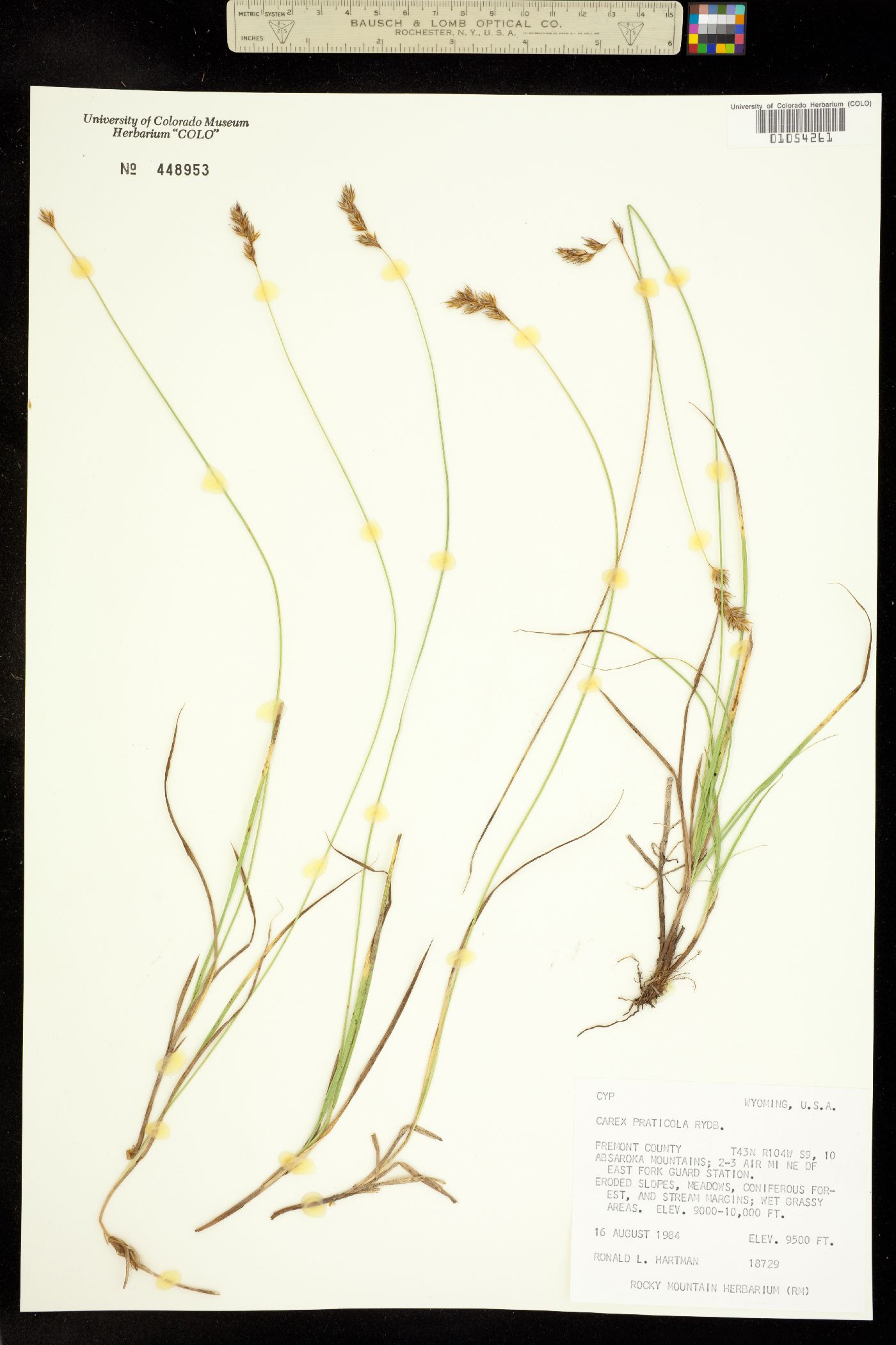 Carex praticola image