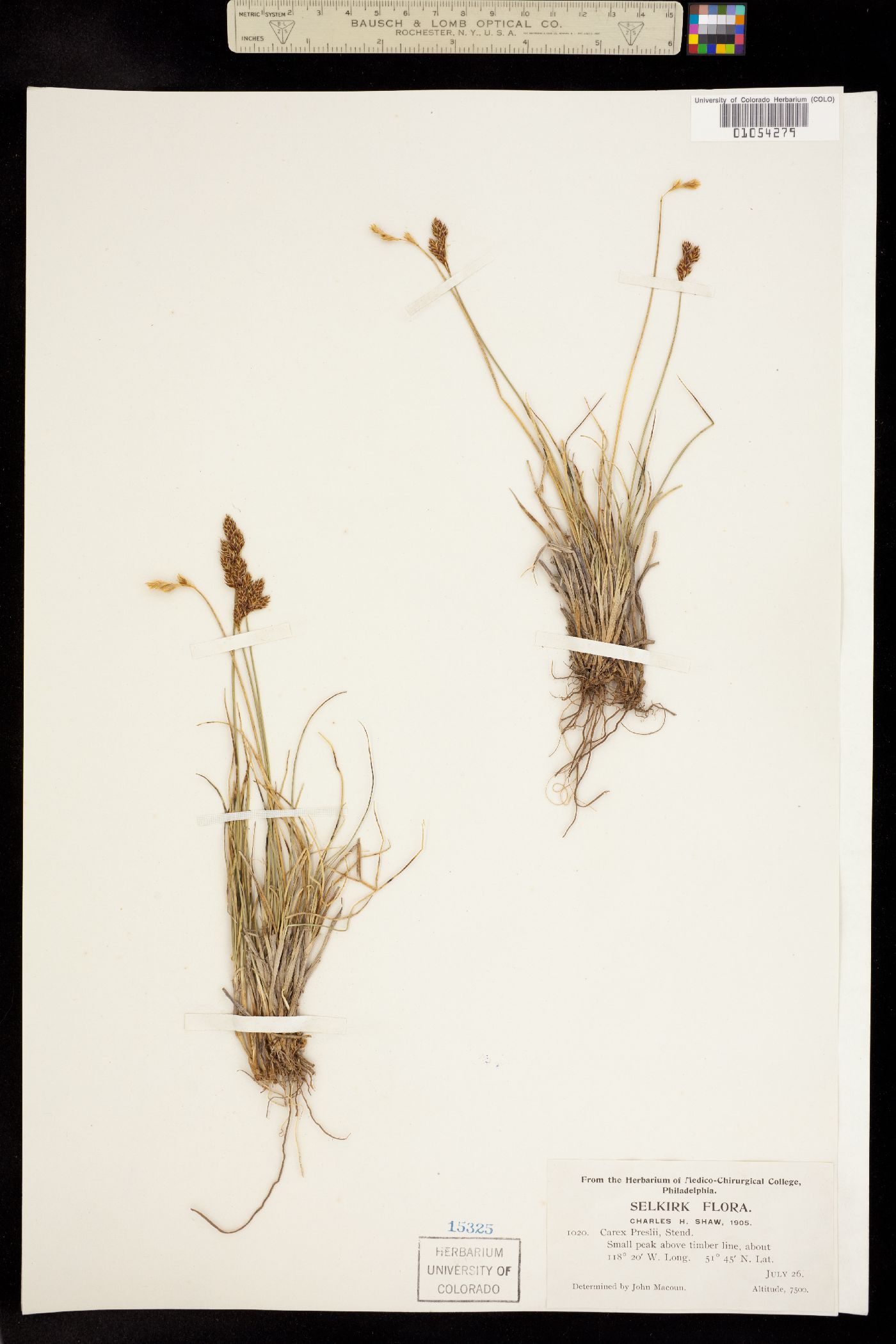 Carex preslii image