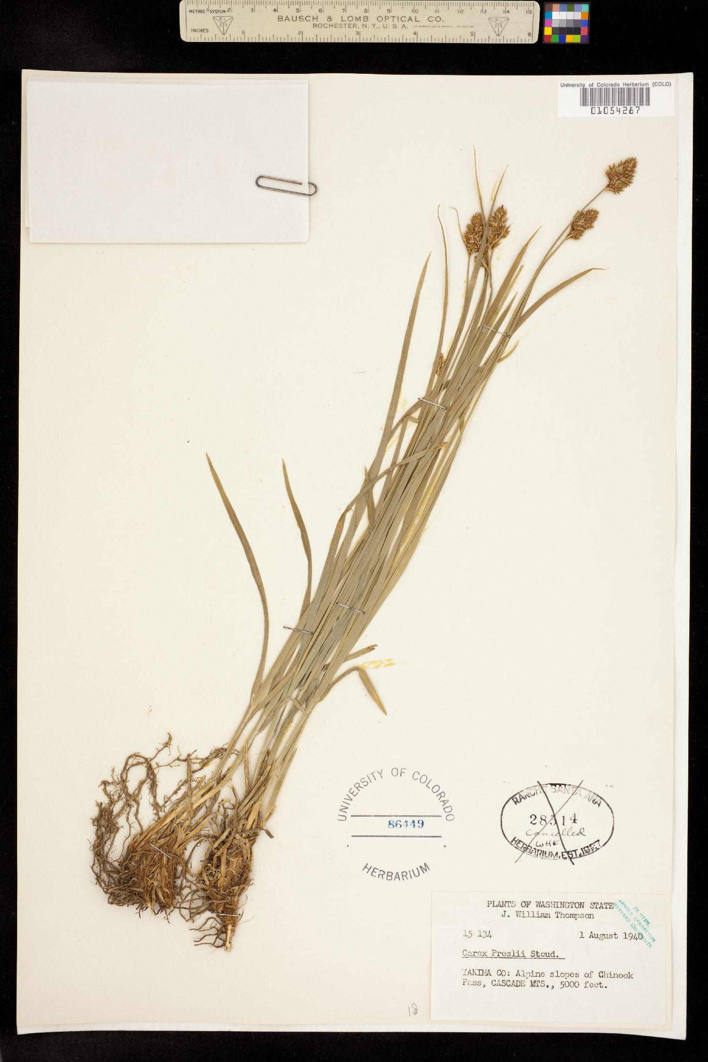 Carex preslii image