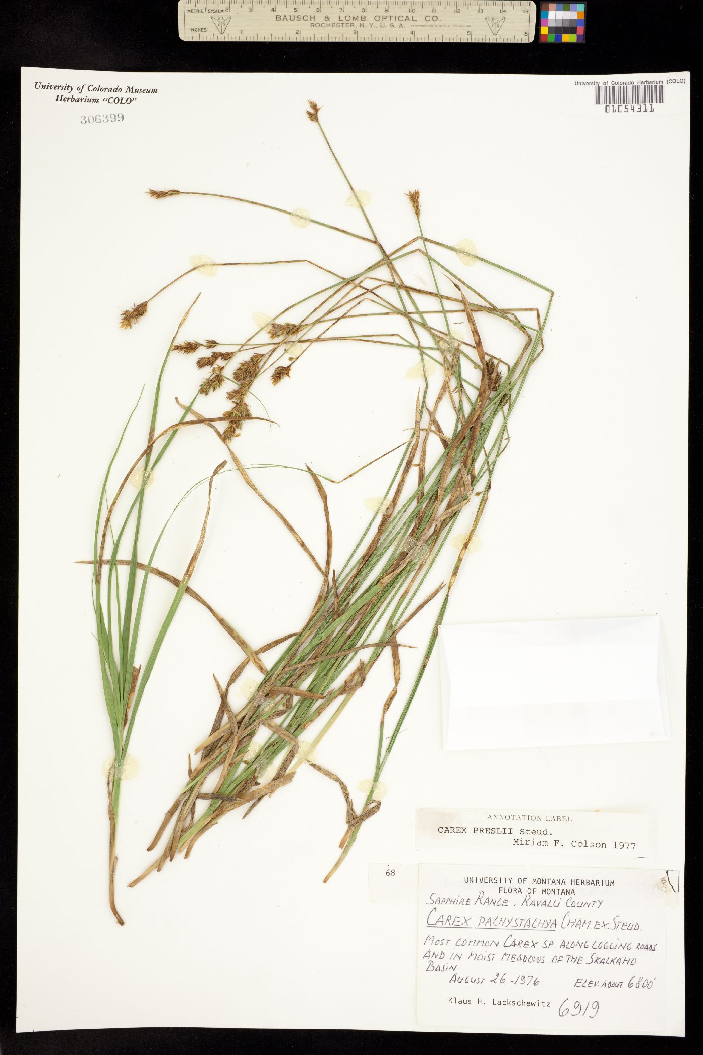 Carex preslii image