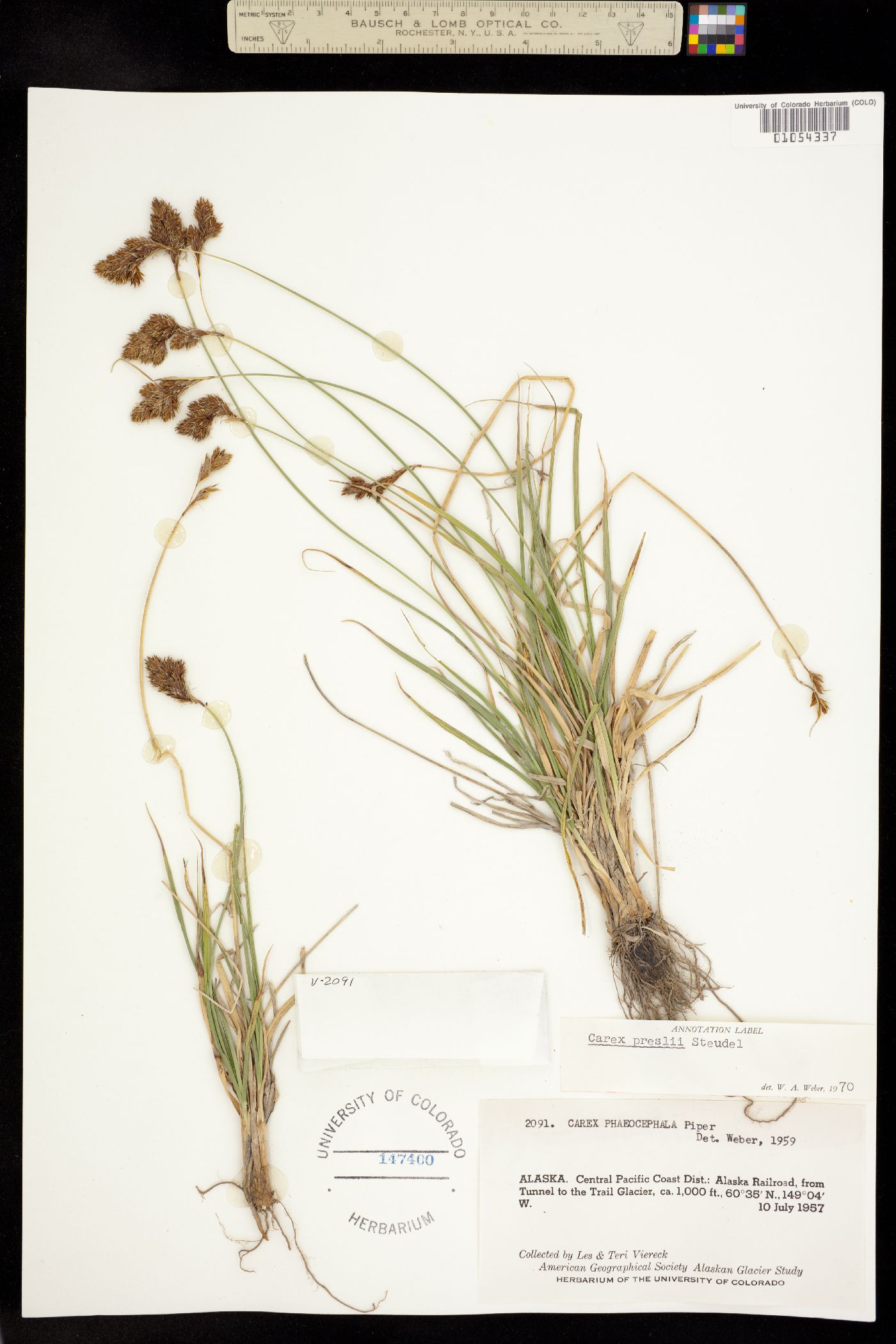 Carex preslii image