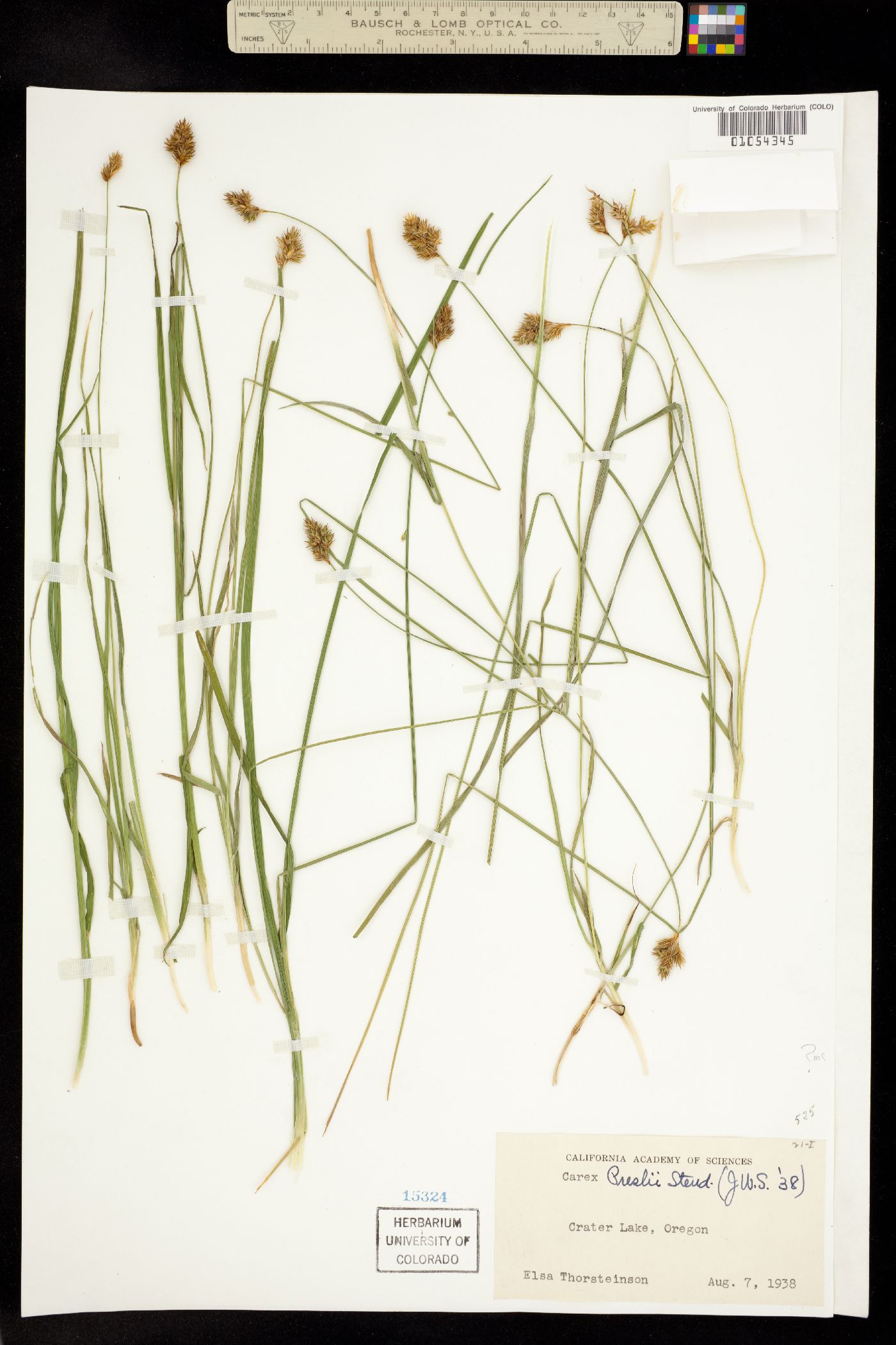 Carex preslii image