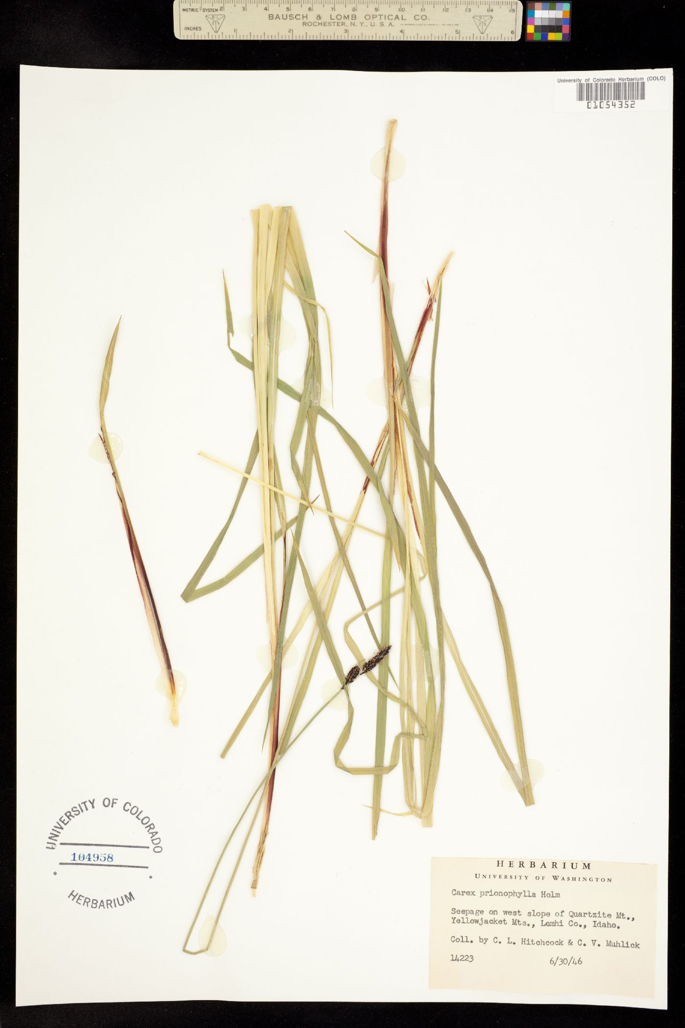 Carex scopulorum var. prionophylla image
