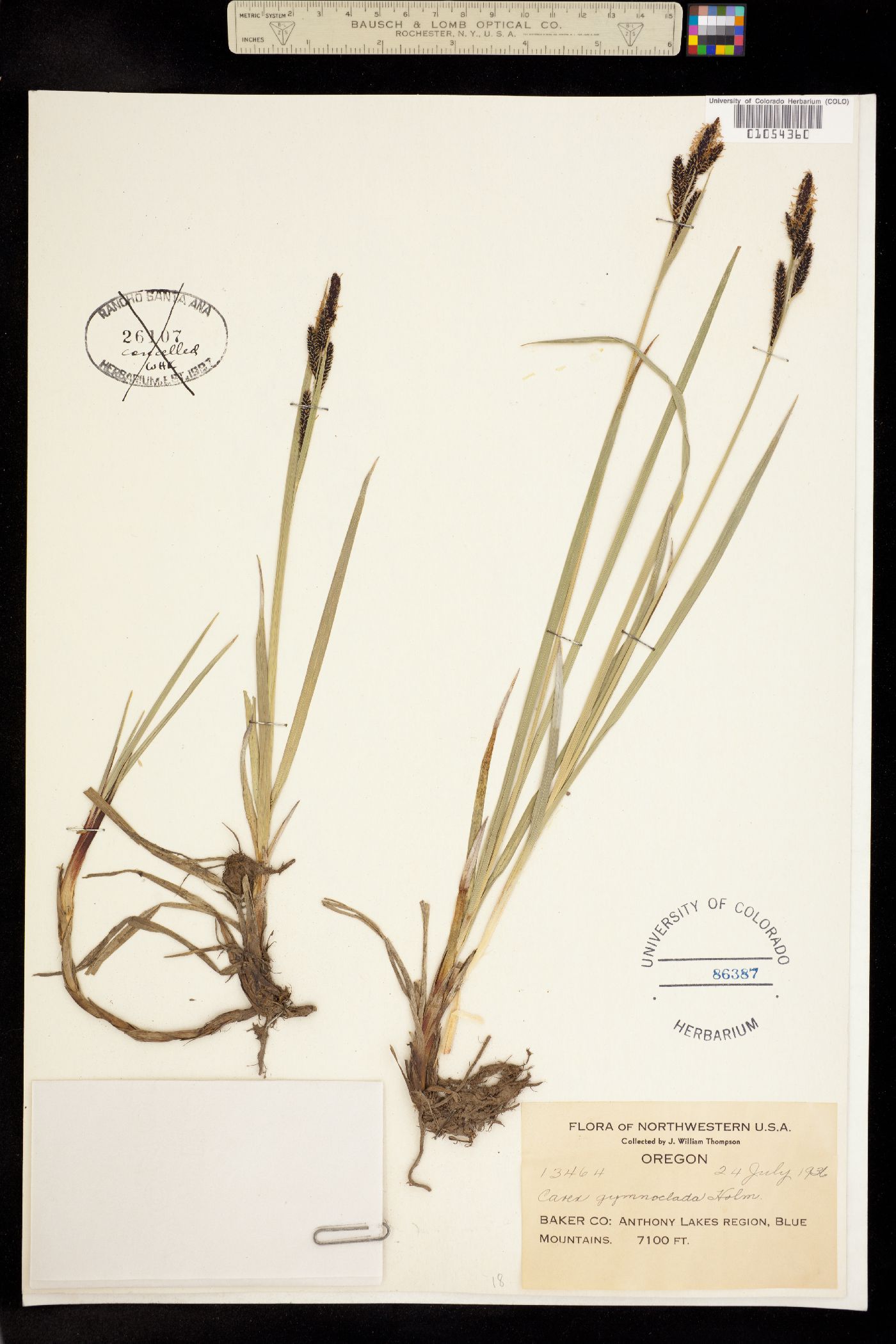 Carex scopulorum var. prionophylla image