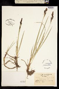 Carex scopulorum var. prionophylla image