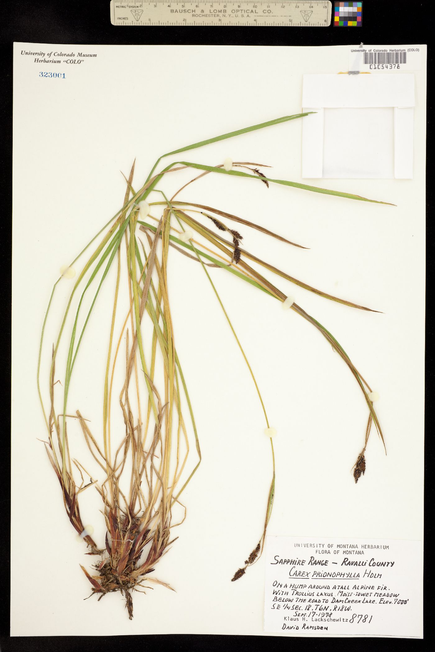 Carex scopulorum var. prionophylla image