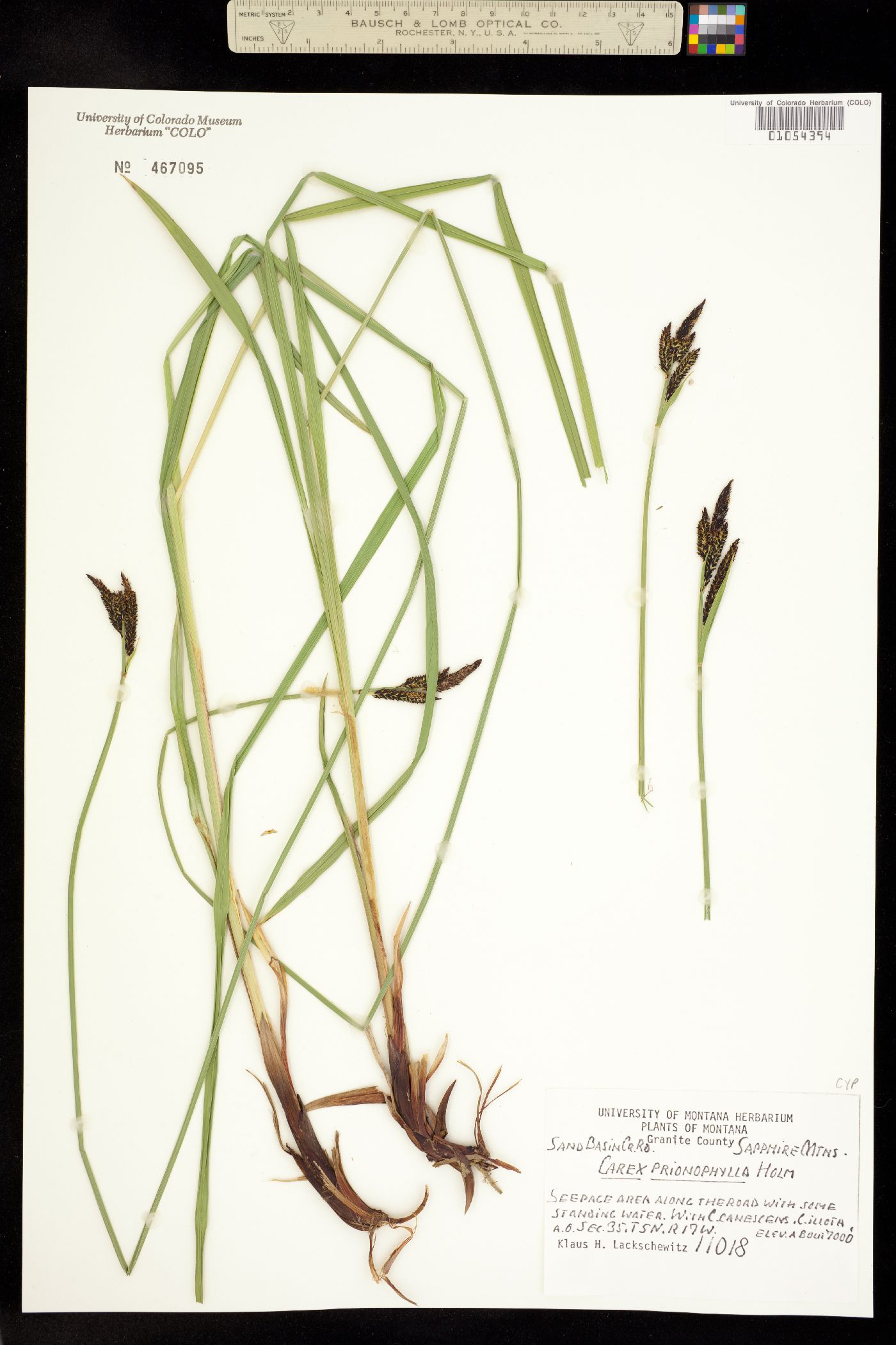 Carex scopulorum var. prionophylla image