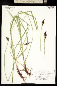 Carex prionophylla image