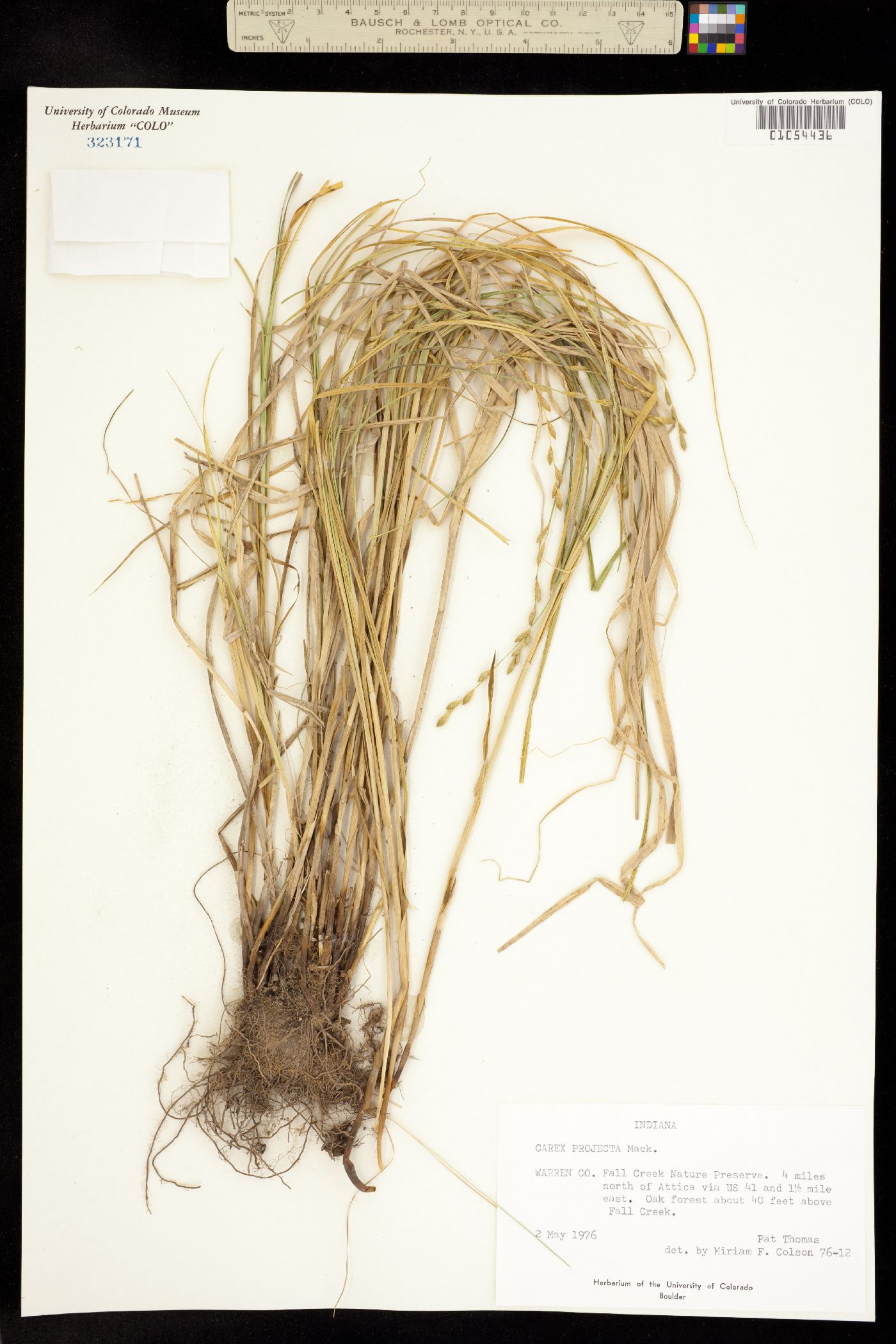 Carex projecta image