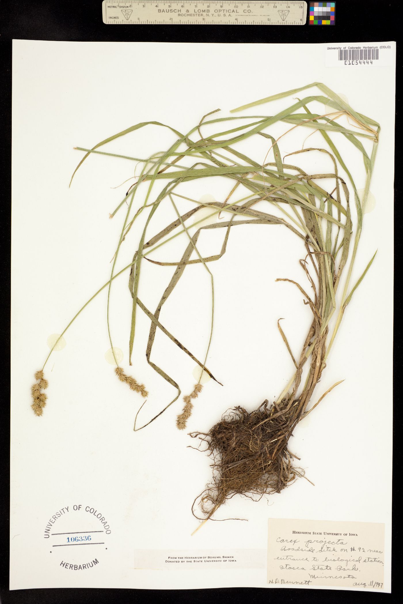 Carex projecta image