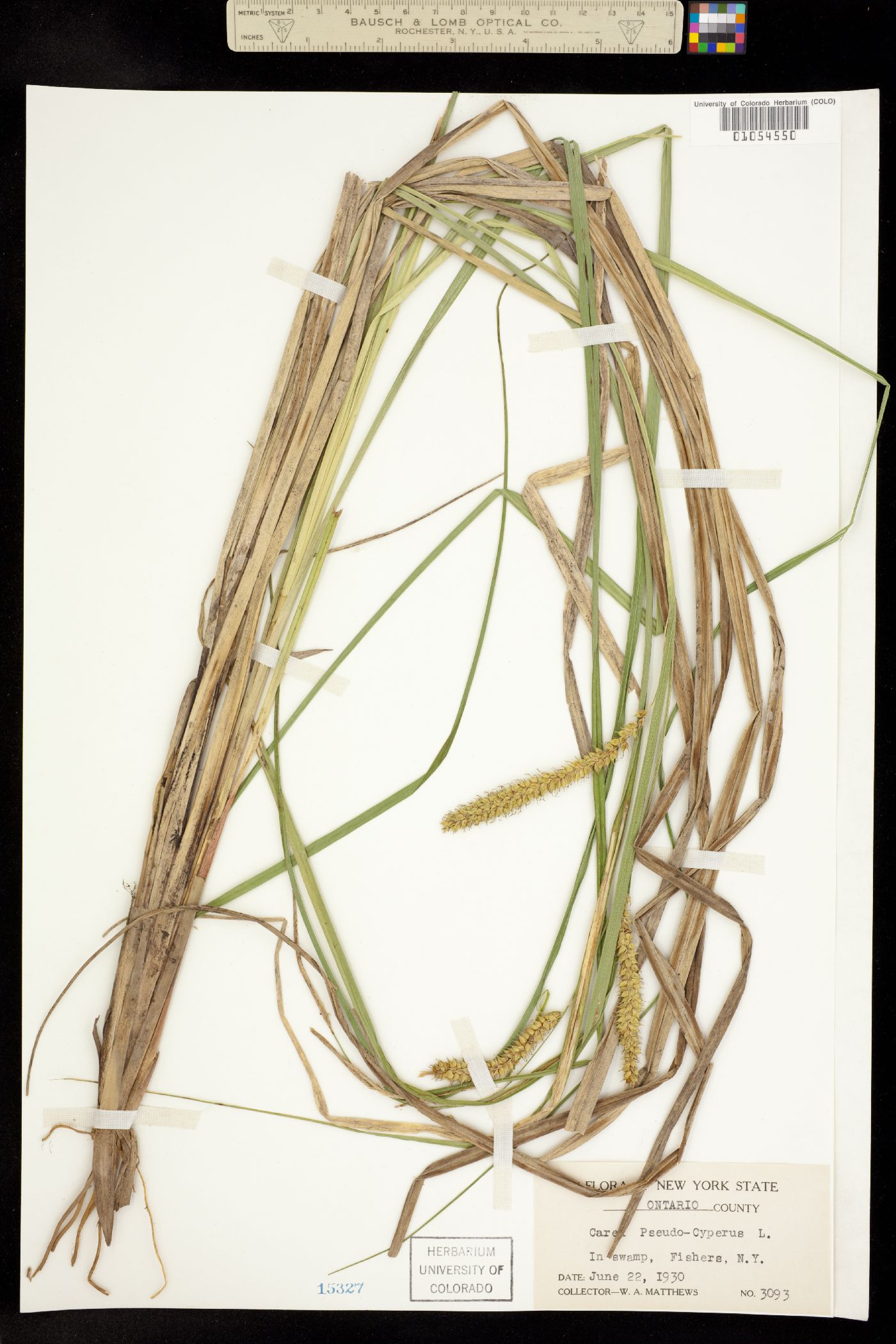 Carex pseudocyperus image