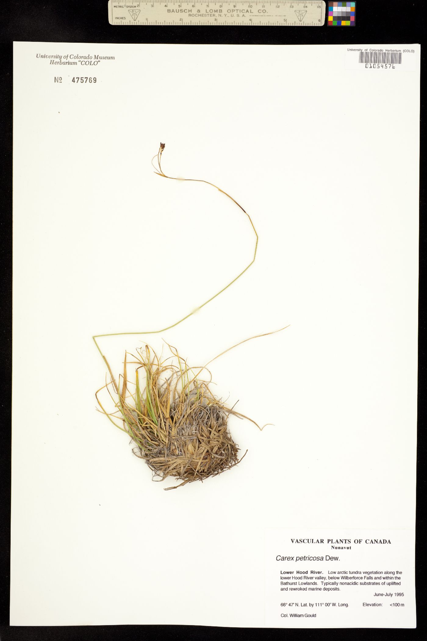 Carex petricosa image