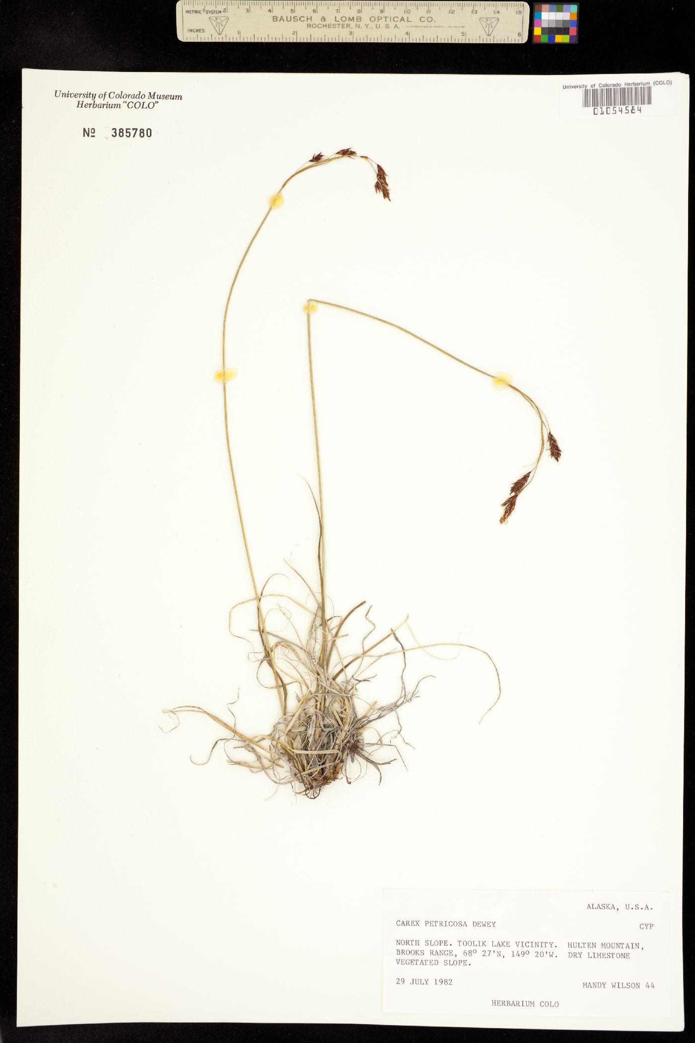 Carex petricosa image