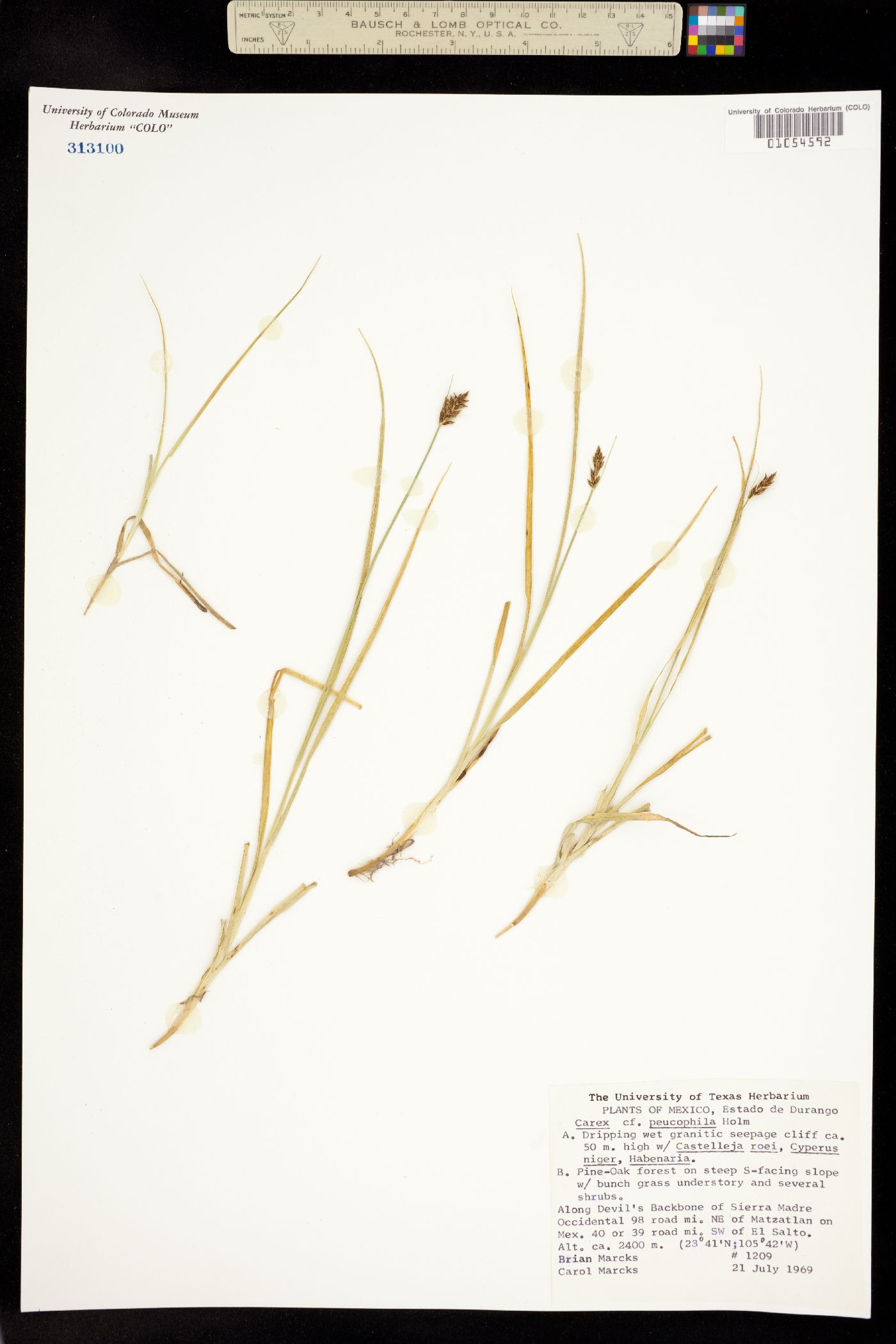 Carex peucophila image