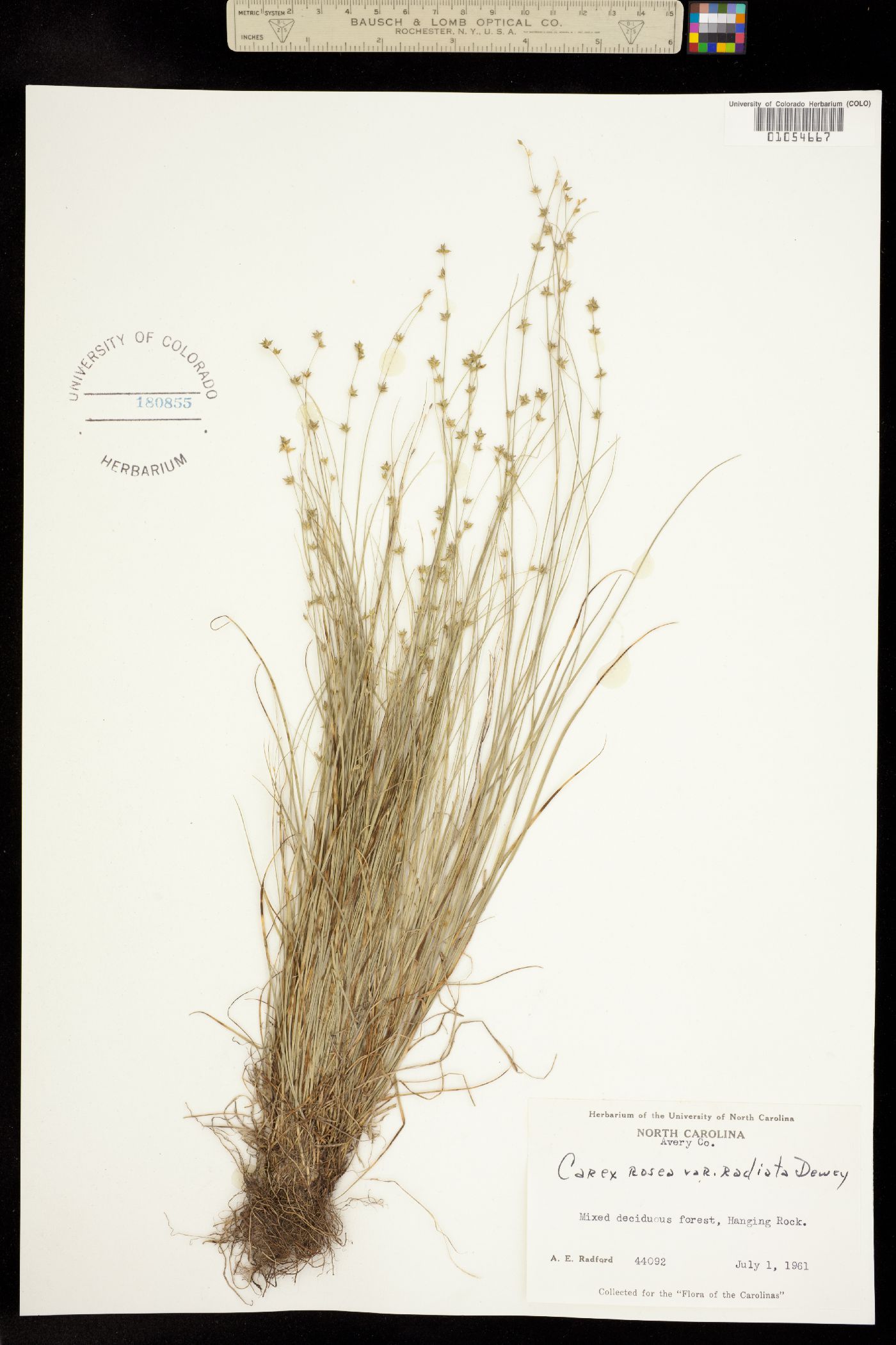 Carex radiata image