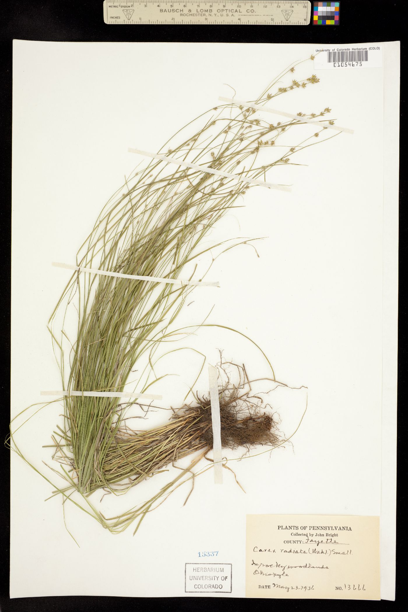 Carex radiata image