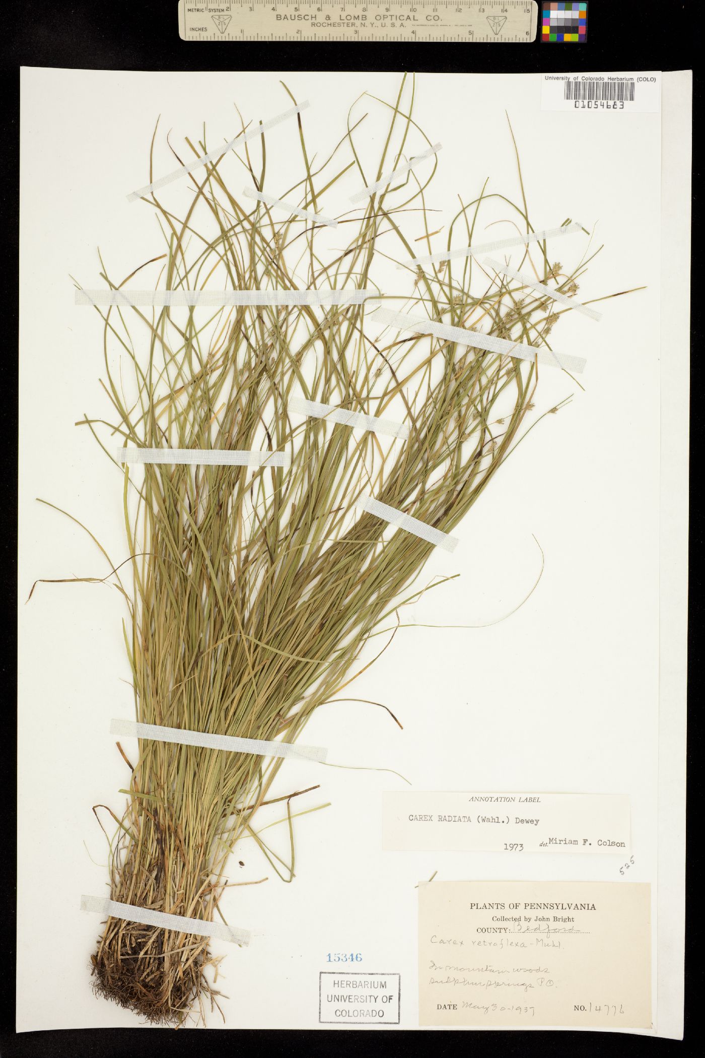 Carex radiata image