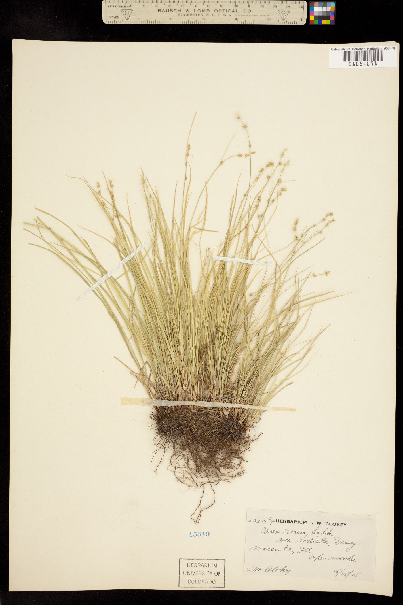 Carex radiata image