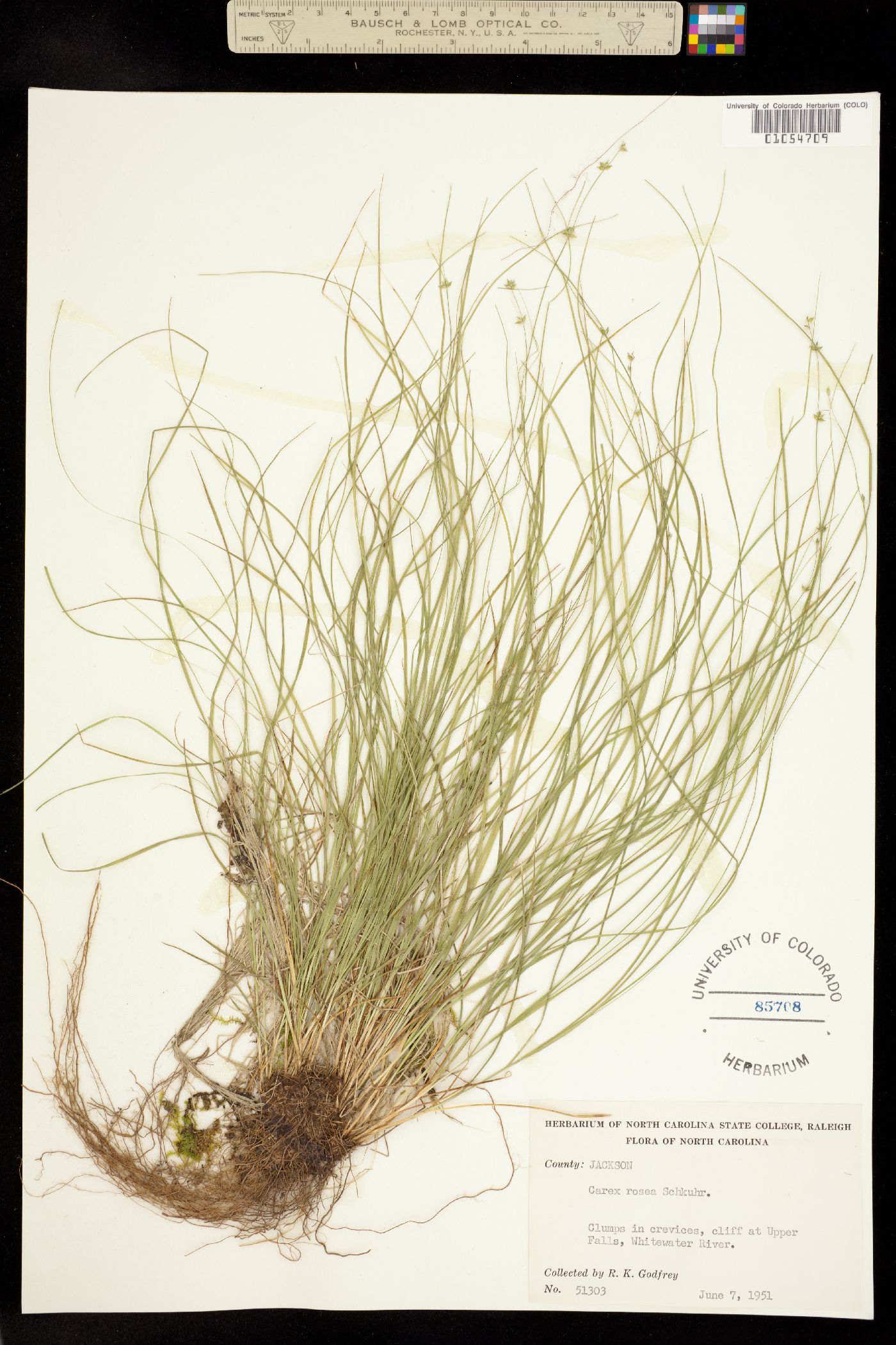 Carex radiata image