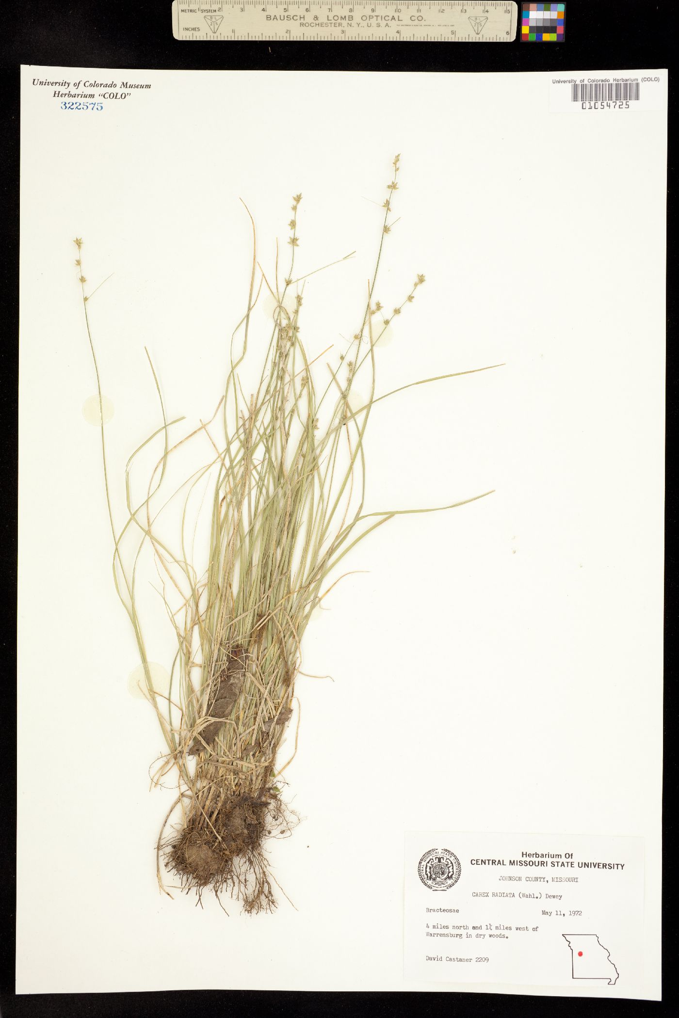 Carex radiata image