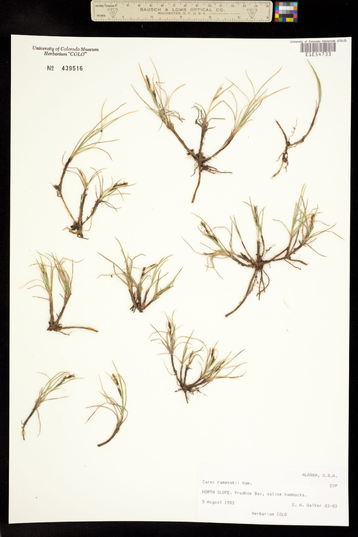 Carex ramenskii image