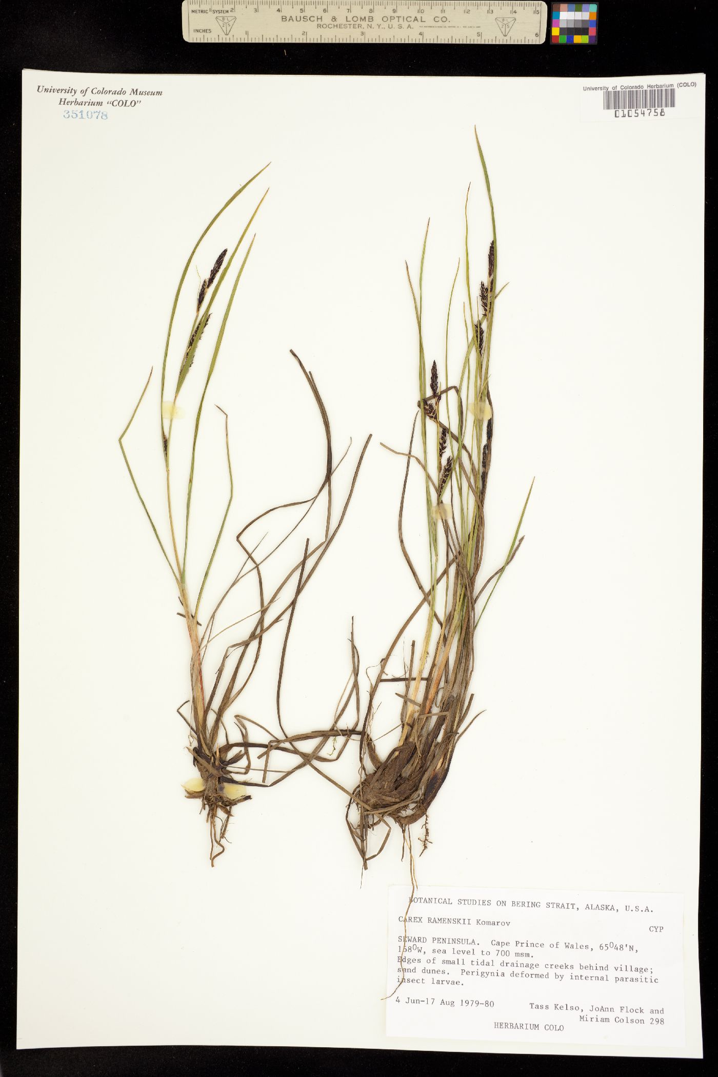 Carex ramenskii image