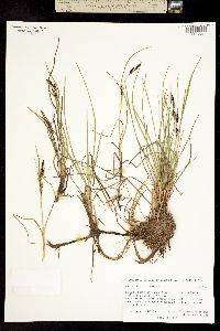 Carex ramenskii image